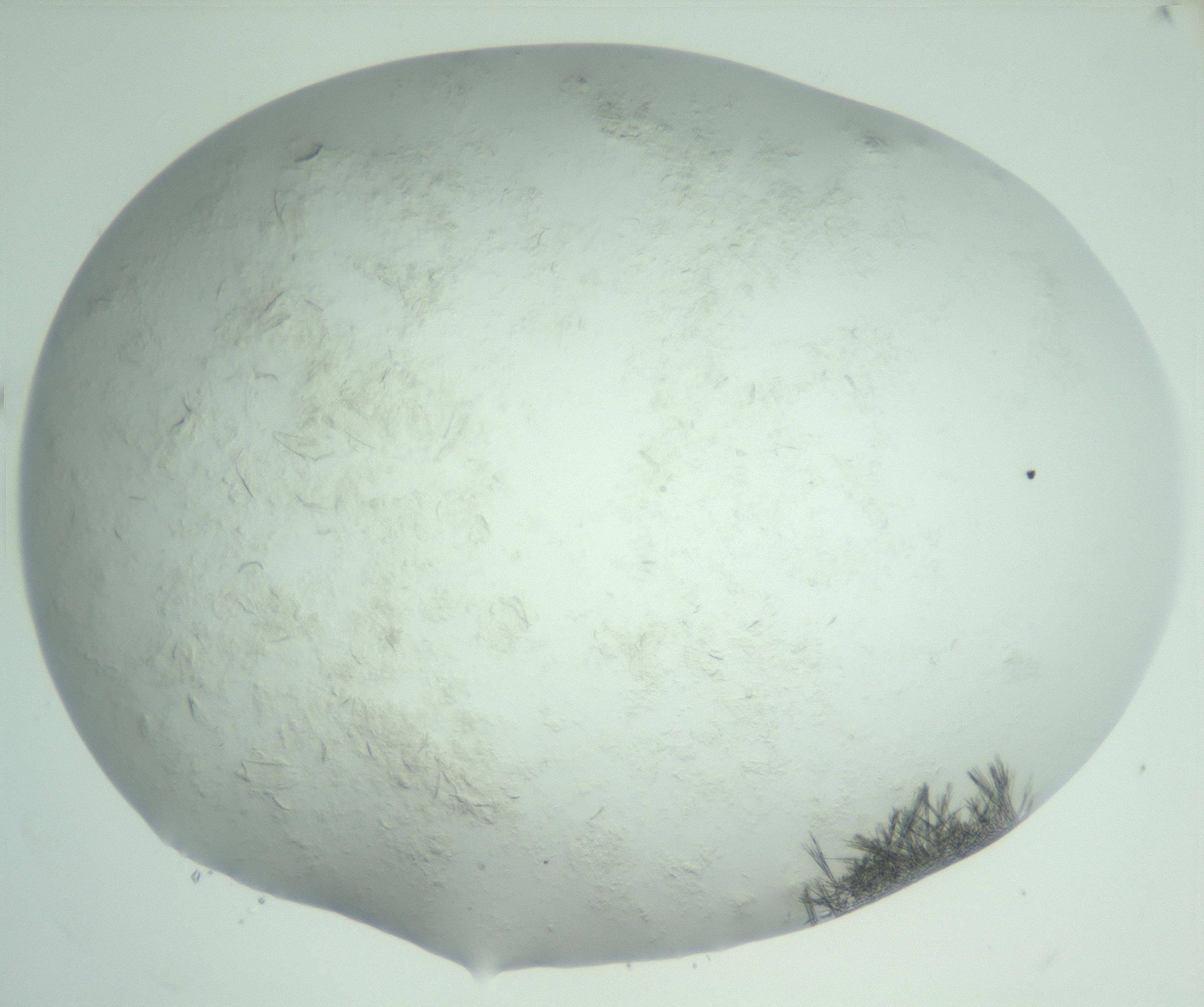 RI01_03_000_0212_Proj1_Clon1_MC_0000MC103011_004_161123_01_04_02_00_99_002_001_RAI.jpg
