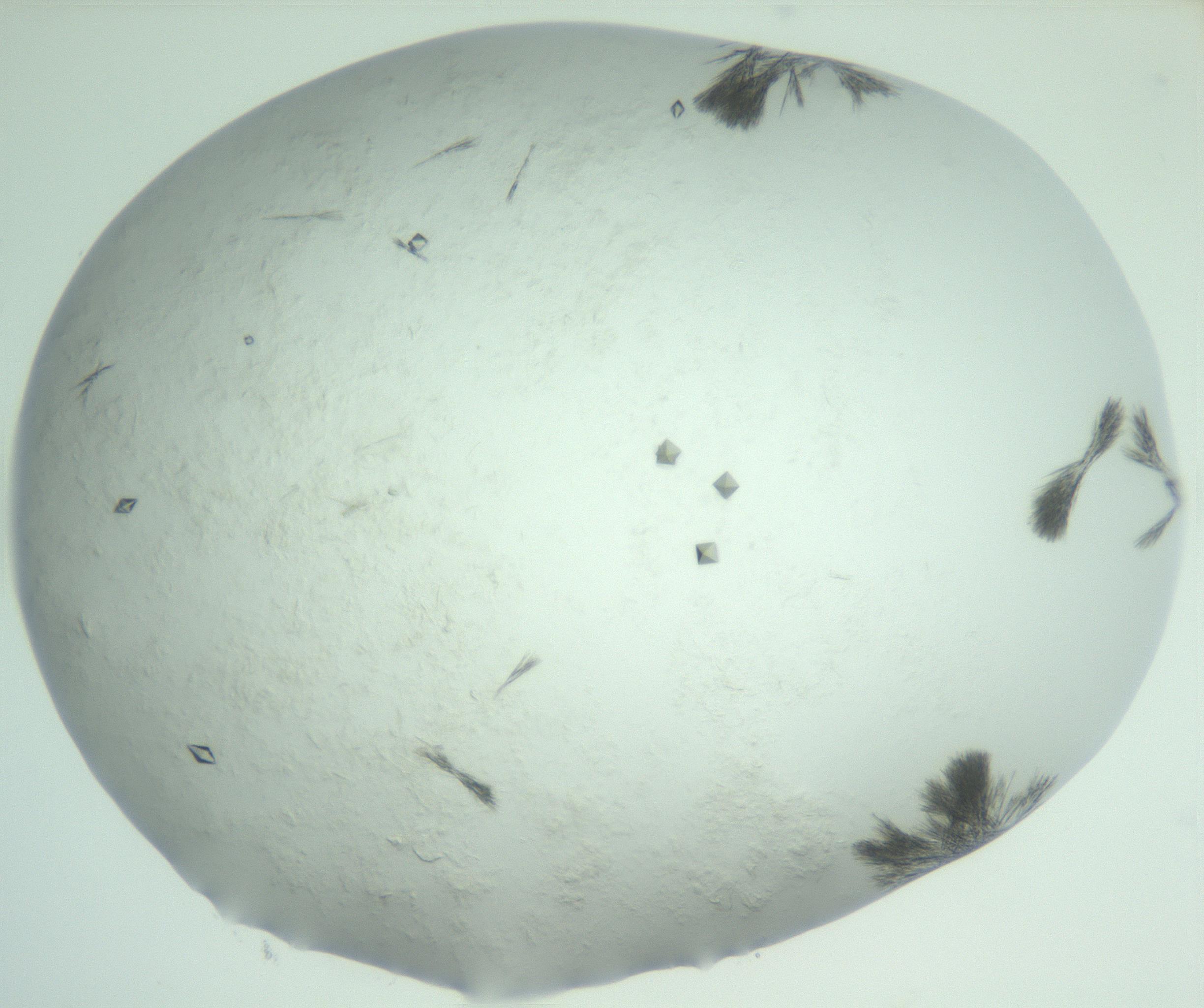 RI01_03_000_0212_Proj1_Clon1_MC_0000MC103011_004_161123_01_05_02_00_99_002_001_RAI.jpg