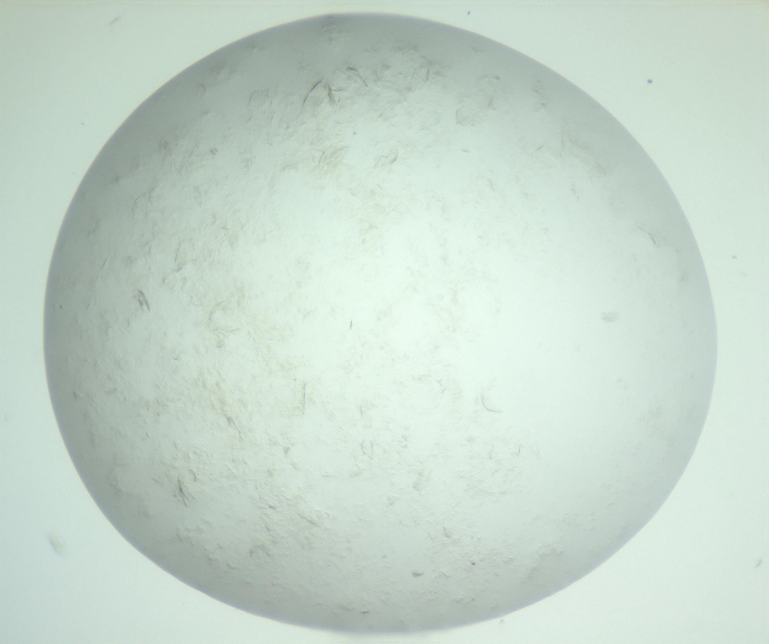 RI01_03_000_0212_Proj1_Clon1_MC_0000MC103011_004_161123_02_04_02_00_99_002_001_RAI.jpg