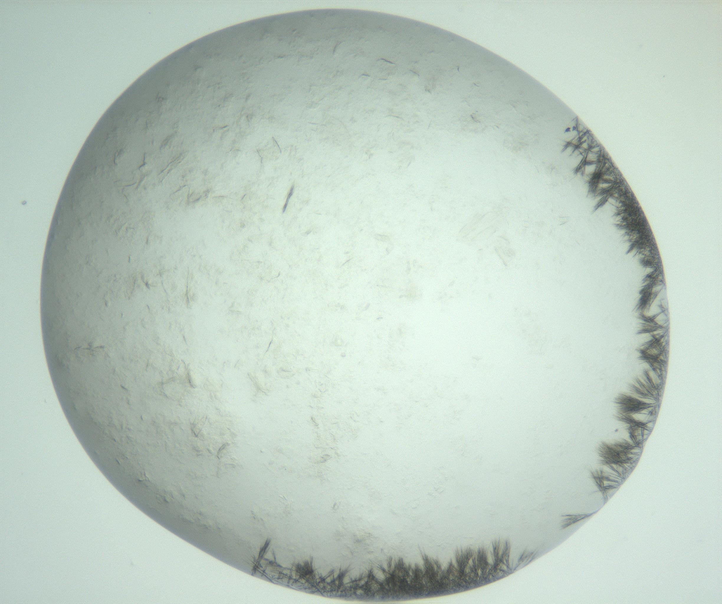 RI01_03_000_0212_Proj1_Clon1_MC_0000MC103011_004_161123_03_04_02_00_99_002_001_RAI.jpg