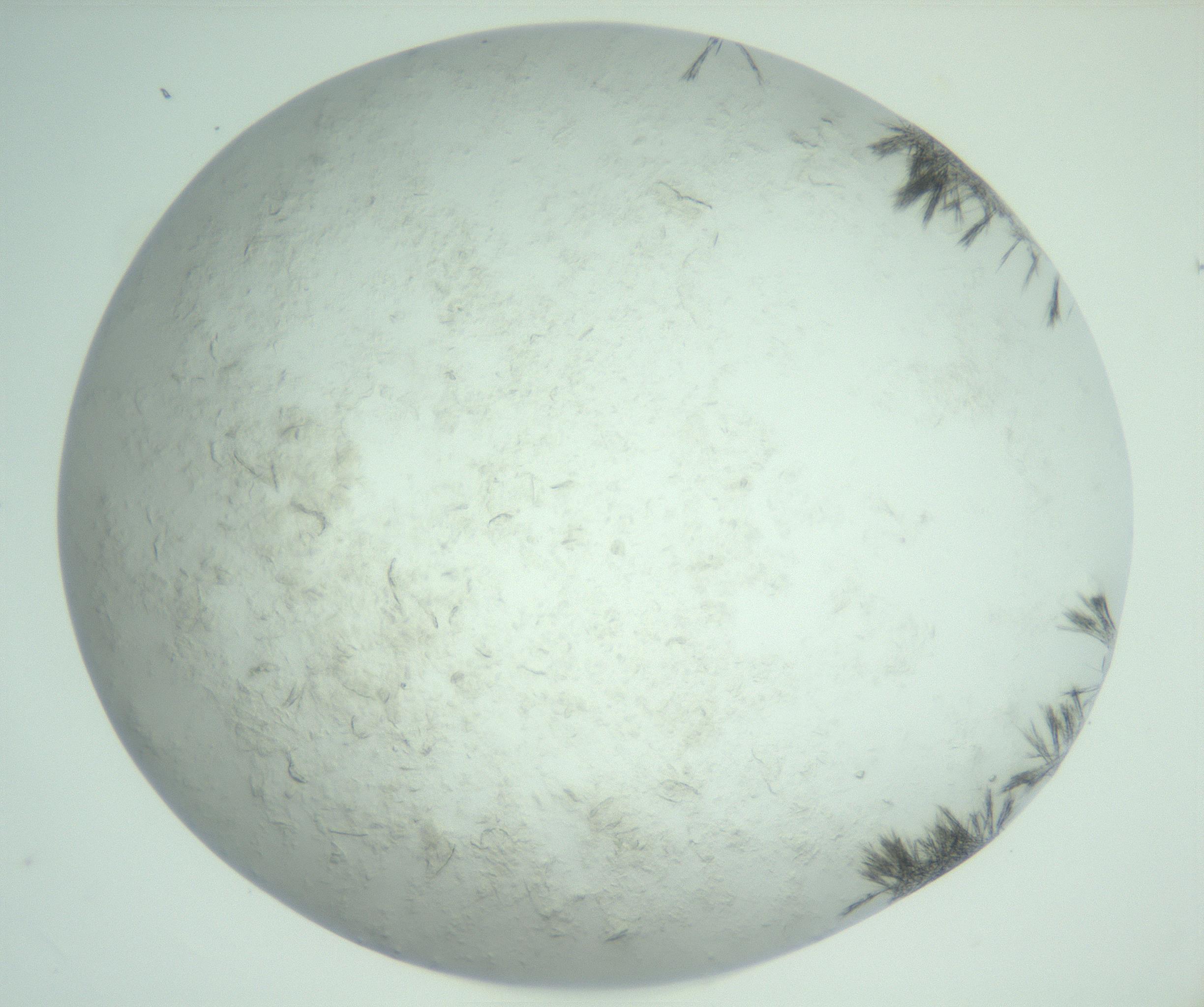 RI01_03_000_0212_Proj1_Clon1_MC_0000MC103011_004_161123_04_03_02_00_99_002_001_RAI.jpg
