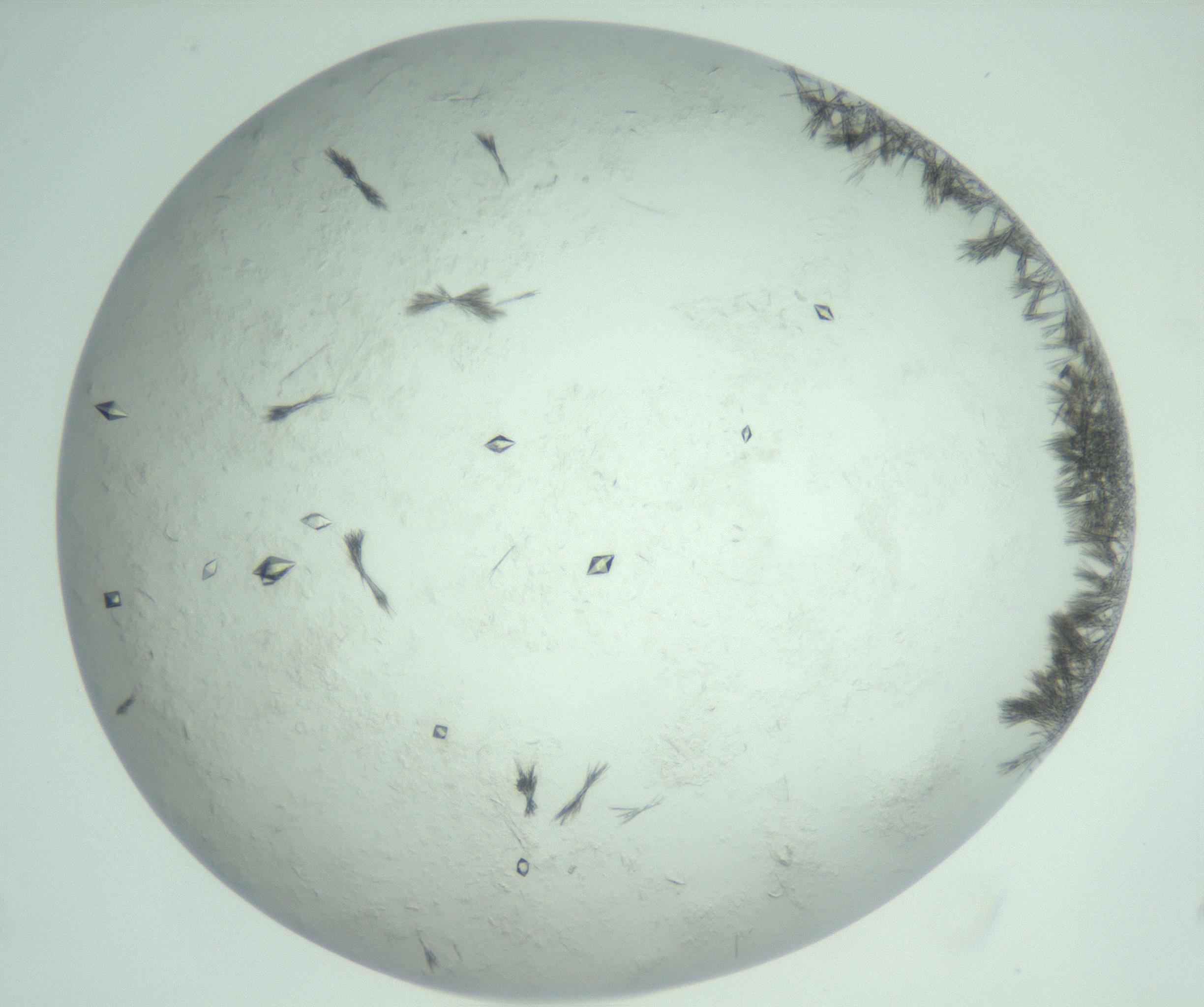 RI01_03_000_0212_Proj1_Clon1_MC_0000MC103011_004_161123_04_05_02_00_99_002_001_RAI.jpg