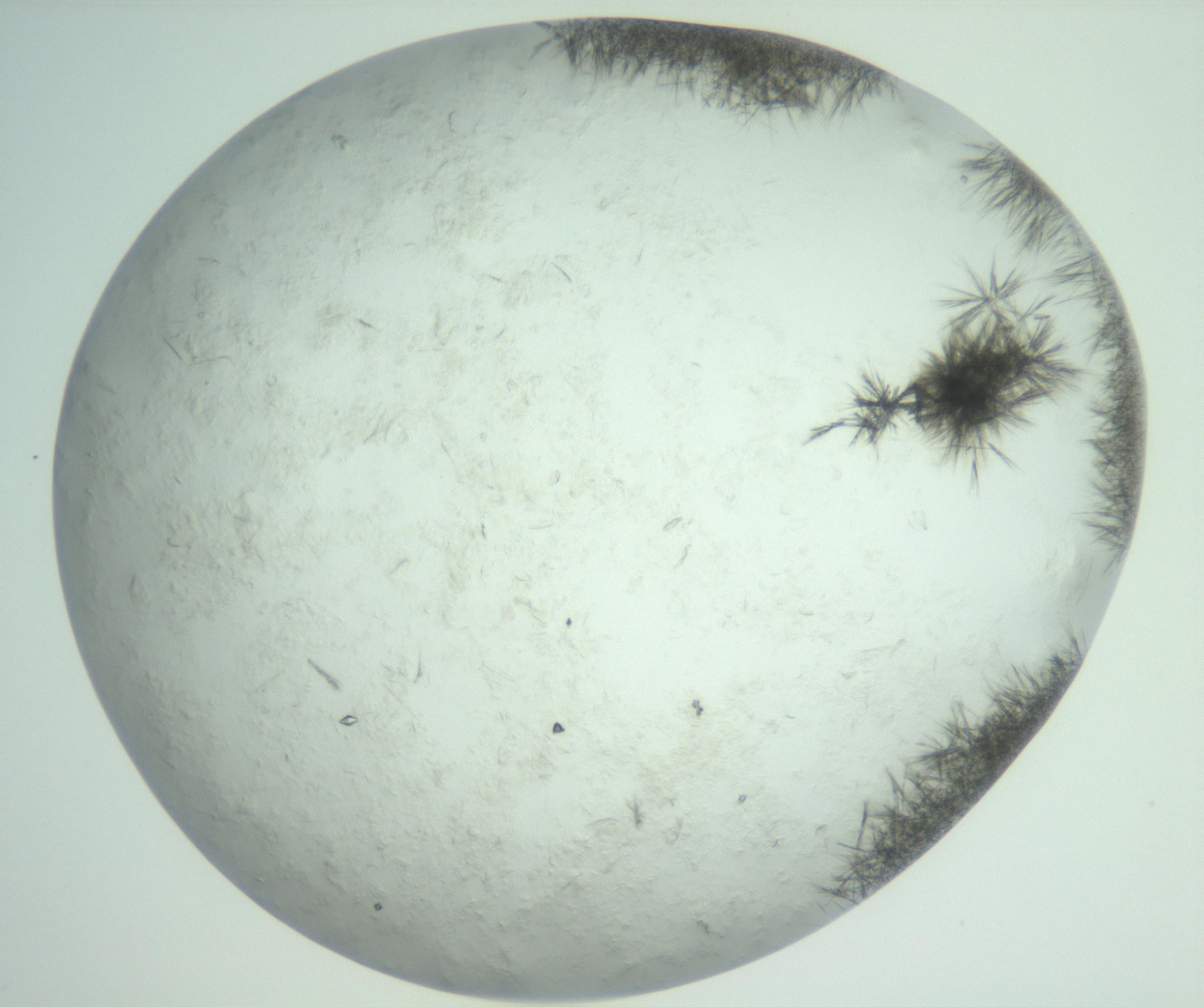 RI01_03_000_0212_Proj1_Clon1_MC_0000MC103011_004_161123_04_08_02_00_99_002_001_RAI.jpg