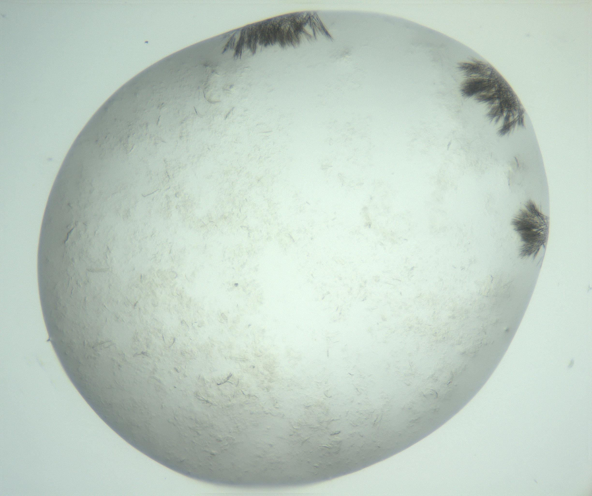 RI01_03_000_0212_Proj1_Clon1_MC_0000MC103011_004_161123_05_03_02_00_99_002_001_RAI.jpg