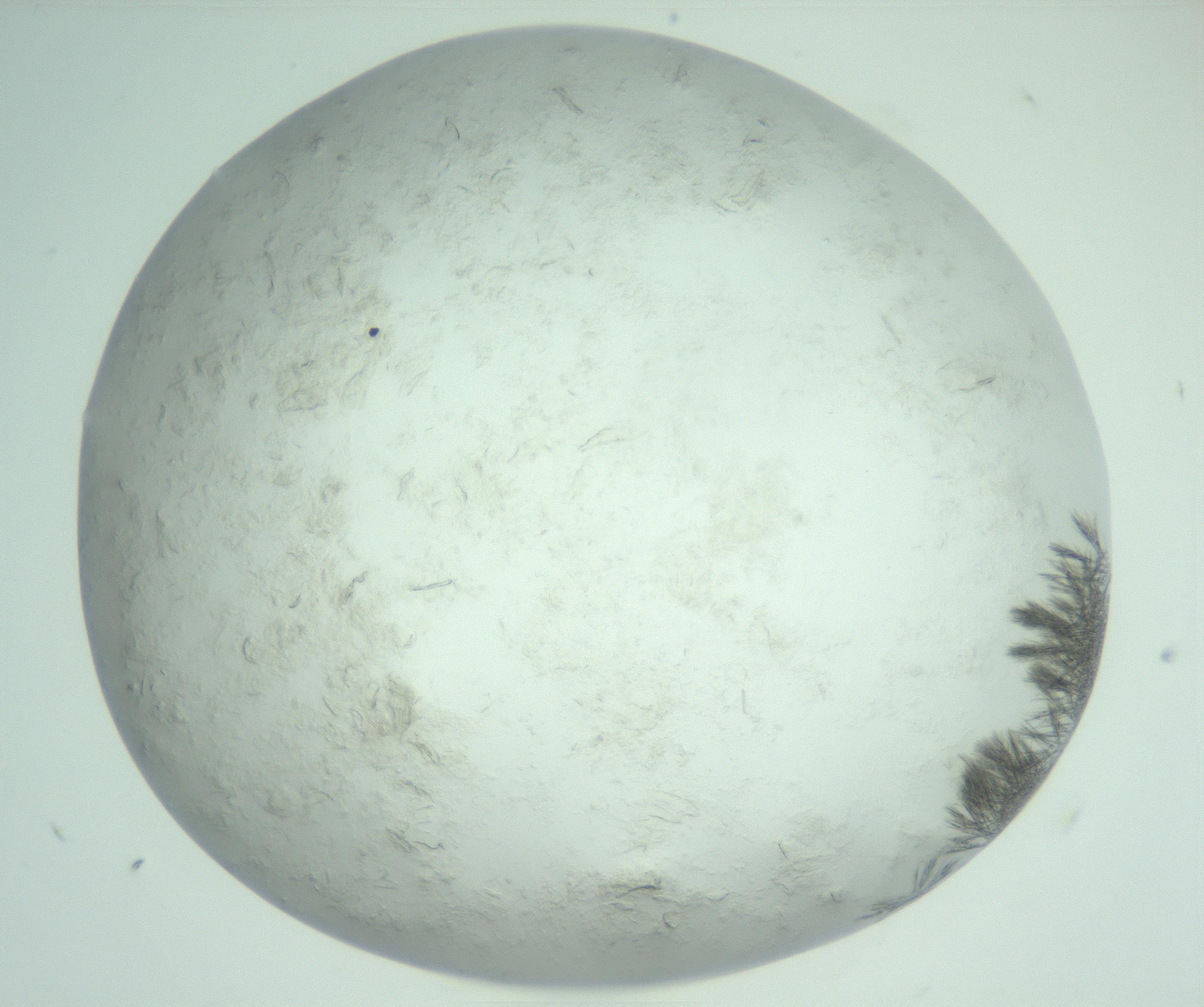 RI01_03_000_0212_Proj1_Clon1_MC_0000MC103011_004_161123_05_04_02_00_99_002_001_RAI.jpg