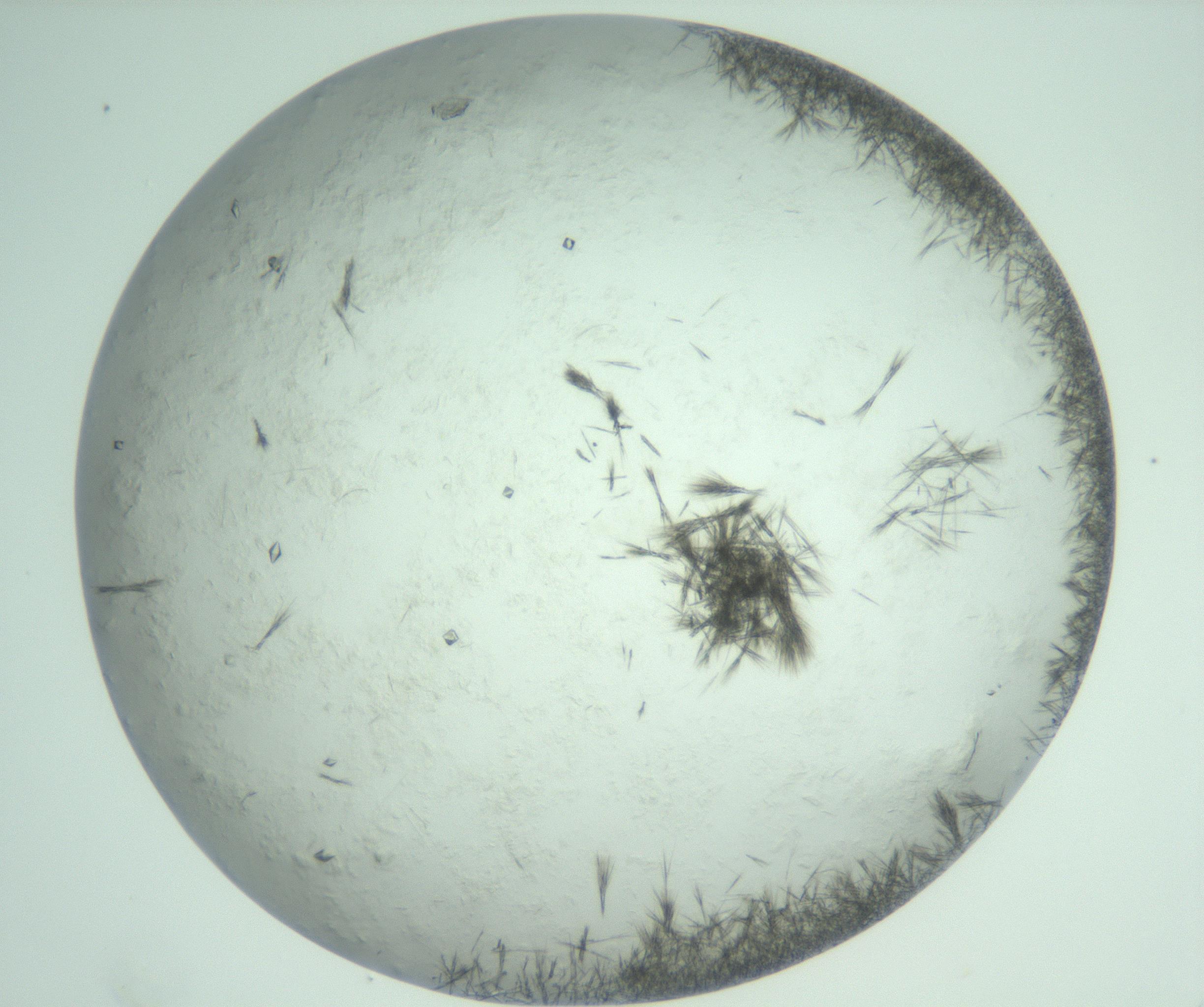 RI01_03_000_0212_Proj1_Clon1_MC_0000MC103011_004_161123_05_05_02_00_99_002_001_RAI.jpg