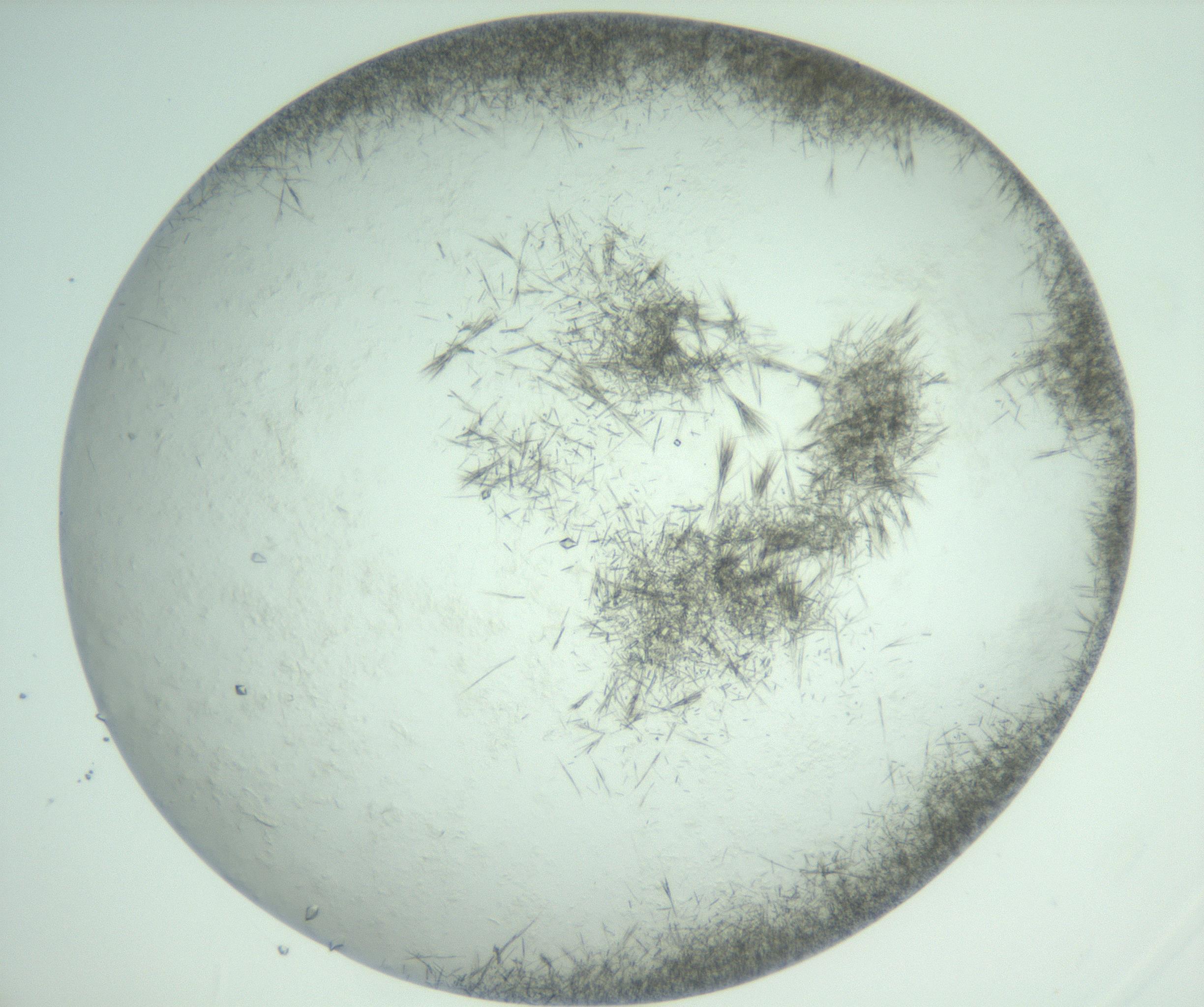 RI01_03_000_0212_Proj1_Clon1_MC_0000MC103011_004_161123_05_07_02_00_99_002_001_RAI.jpg