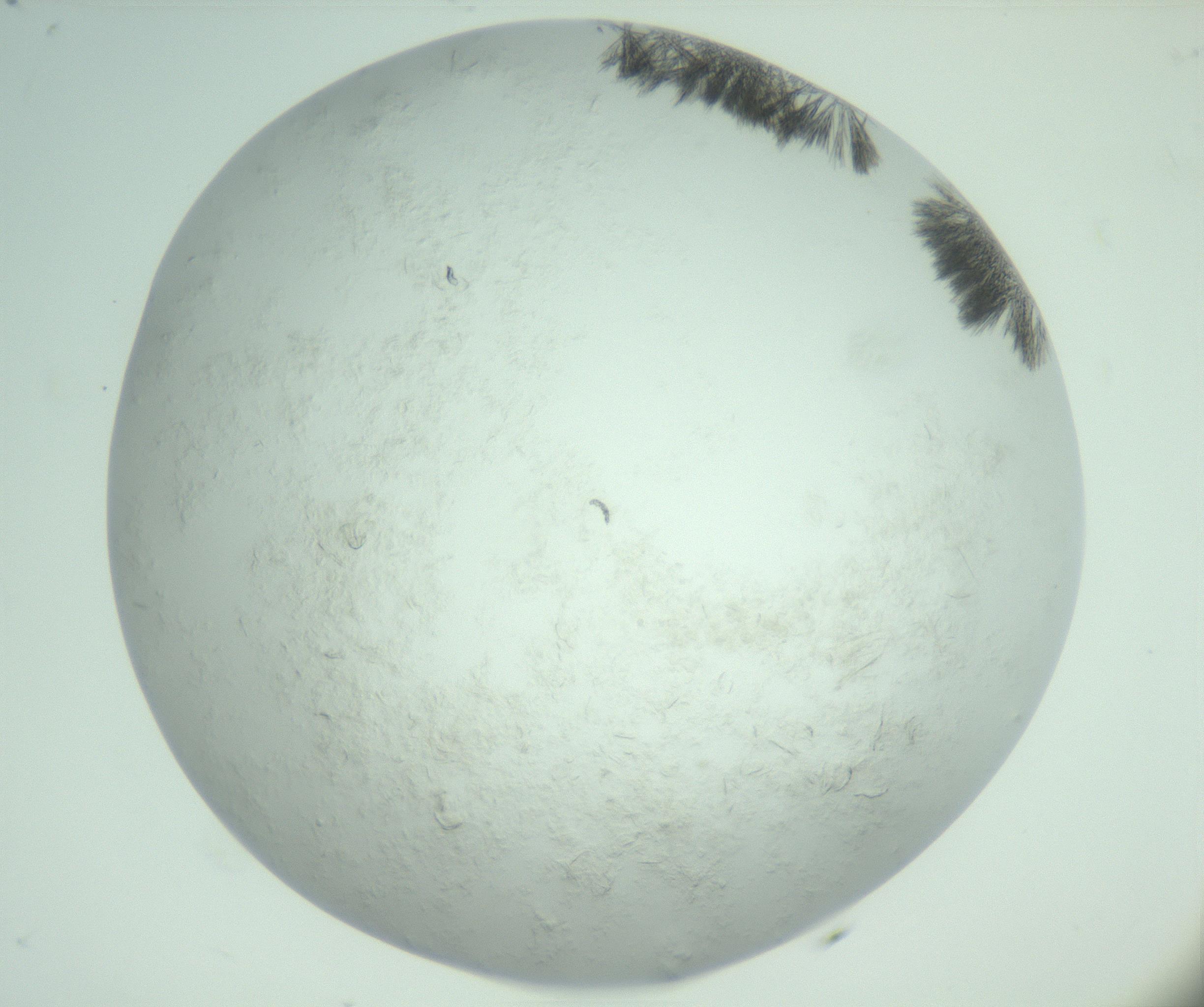 RI01_03_000_0212_Proj1_Clon1_MC_0000MC103011_004_161123_08_03_02_00_99_002_001_RAI.jpg