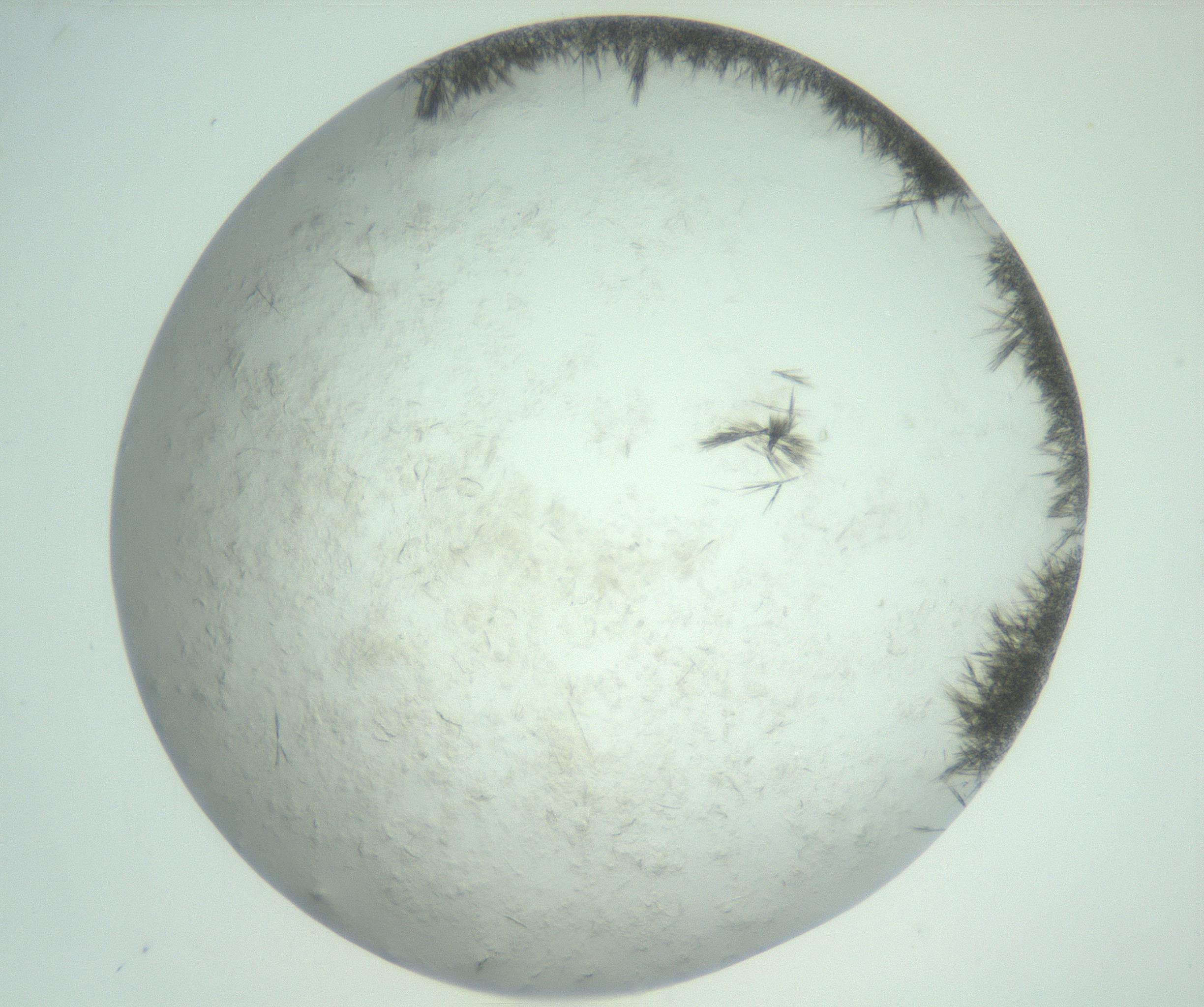 RI01_03_000_0212_Proj1_Clon1_MC_0000MC103011_004_161123_10_03_02_00_99_002_001_RAI.jpg