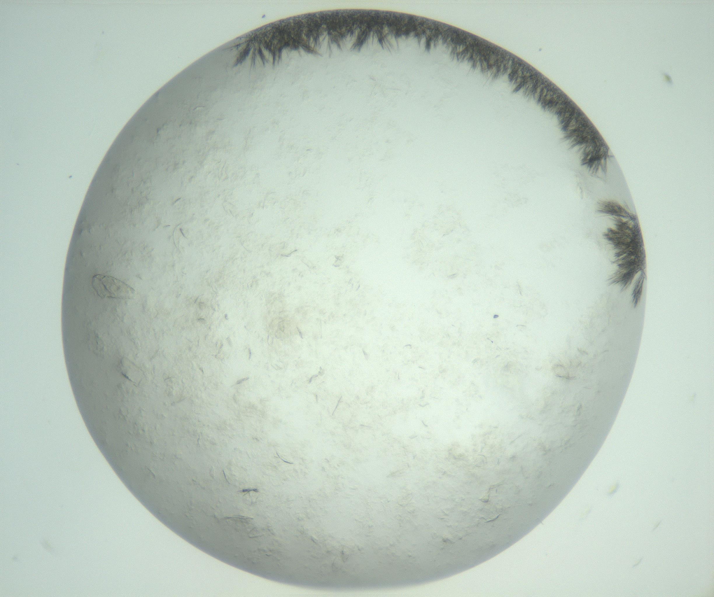 RI01_03_000_0212_Proj1_Clon1_MC_0000MC103011_004_161123_11_03_02_00_99_002_001_RAI.jpg