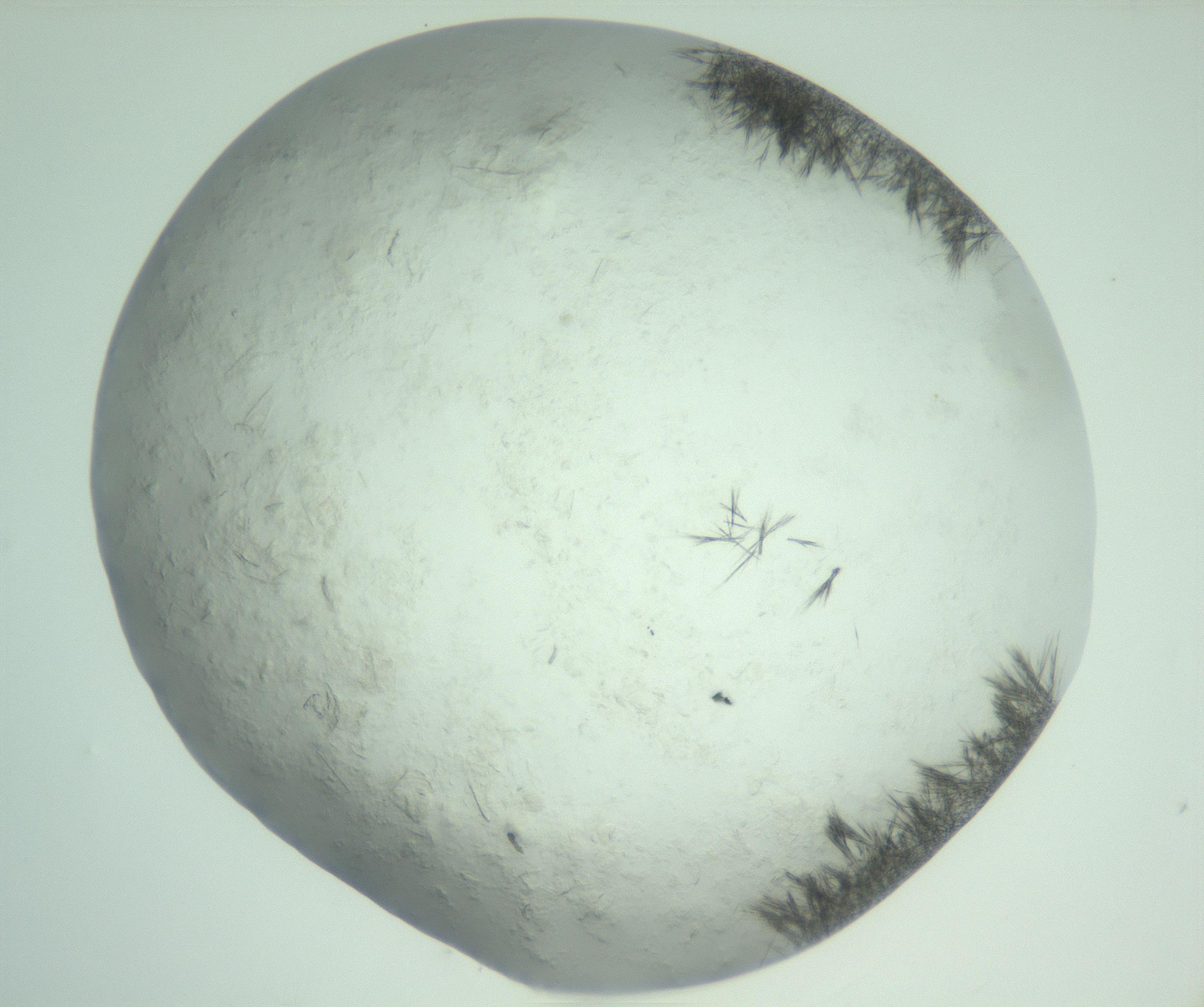 RI01_03_000_0212_Proj1_Clon1_MC_0000MC103011_005_161125_01_03_02_00_99_002_001_RAI.jpg
