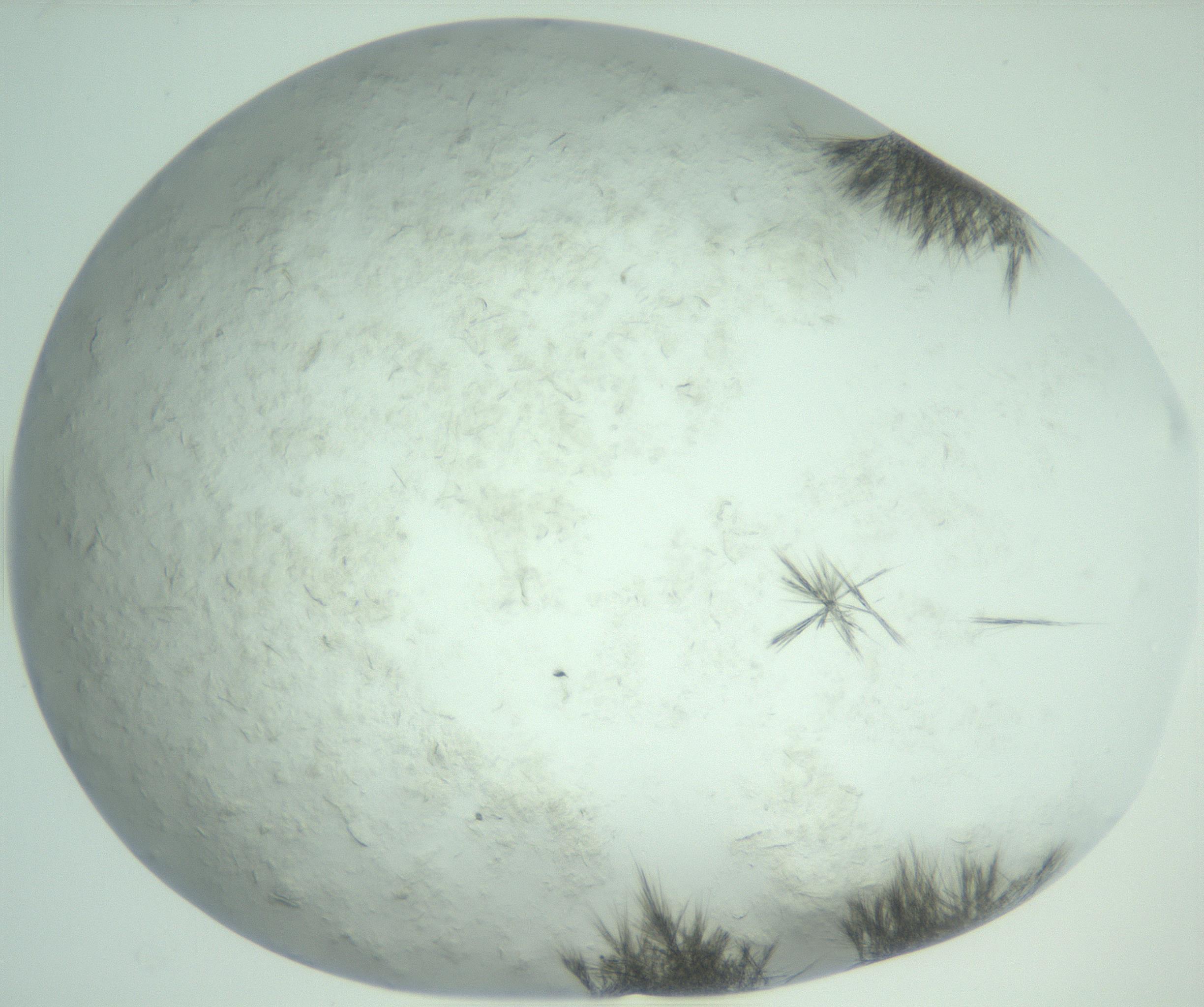 RI01_03_000_0212_Proj1_Clon1_MC_0000MC103011_005_161125_02_01_02_00_99_002_001_RAI.jpg
