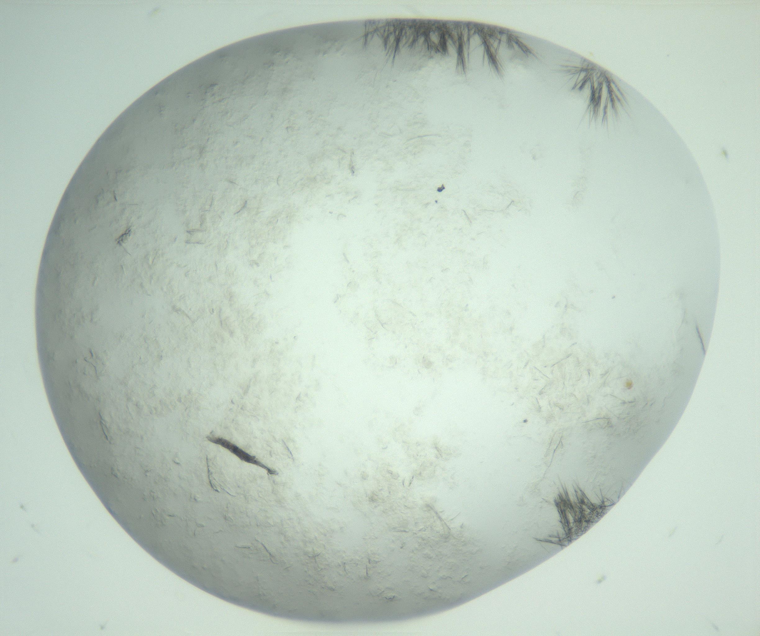 RI01_03_000_0212_Proj1_Clon1_MC_0000MC103011_005_161125_06_02_02_00_99_002_001_RAI.jpg