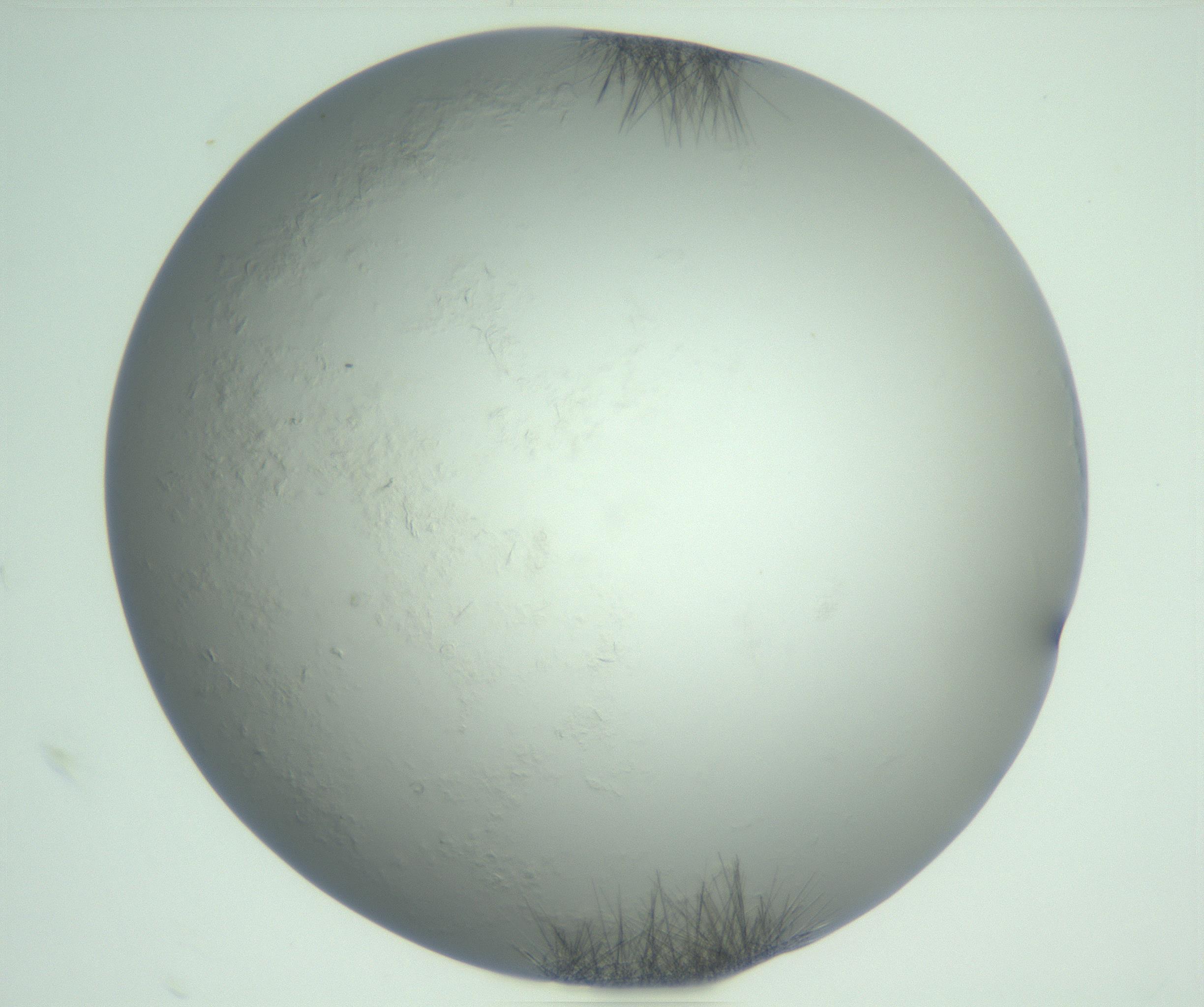 RI01_03_000_0212_Proj1_Clon1_MC_0000MC103011_005_161125_09_01_02_00_99_002_001_RAI.jpg