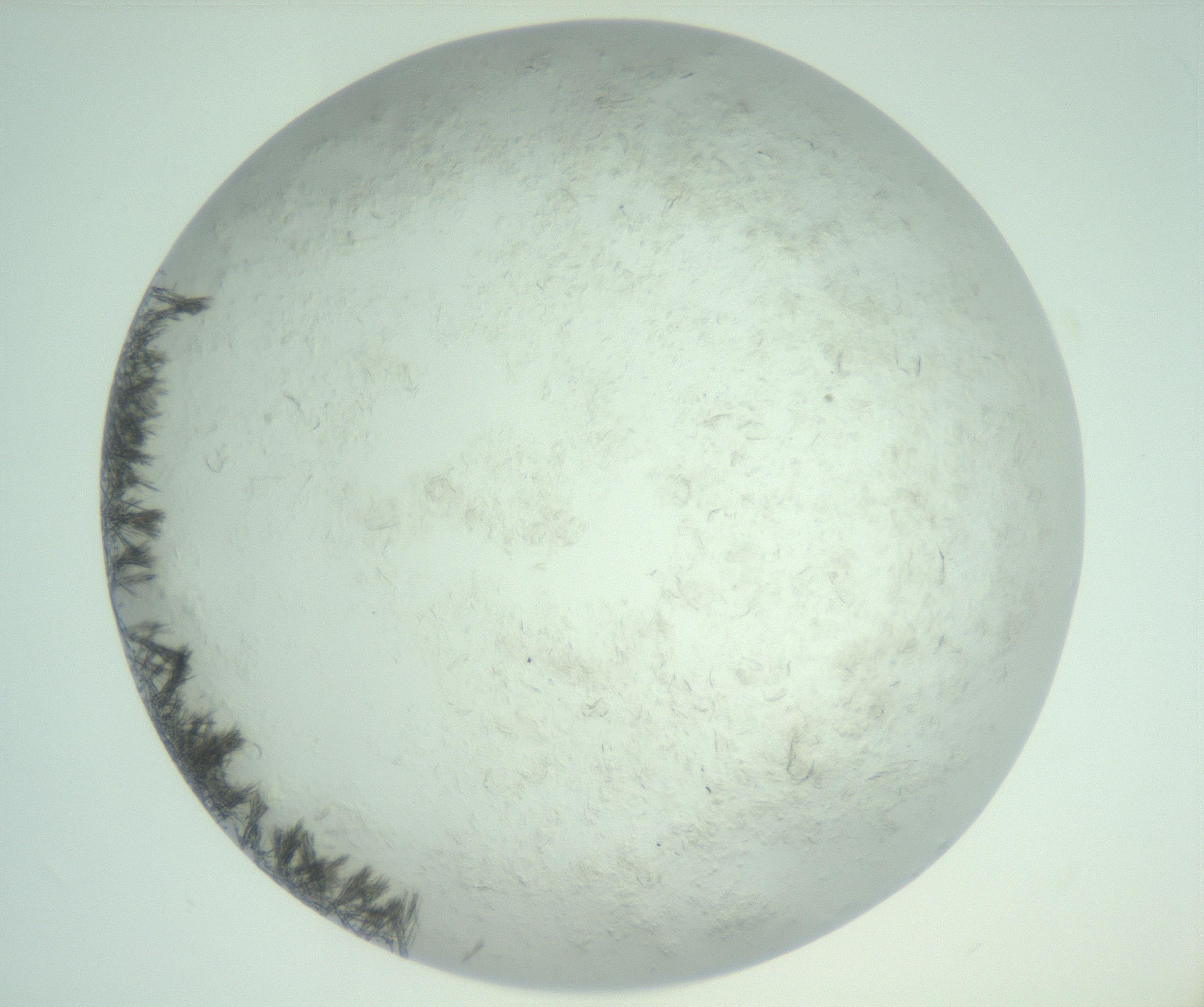 RI01_03_000_0212_Proj1_Clon1_MC_0000MC103011_005_161125_12_01_02_00_99_002_001_RAI.jpg