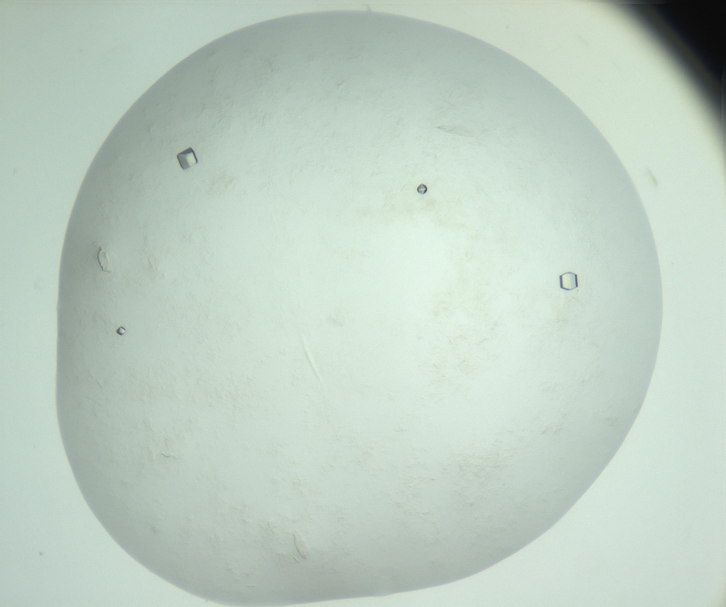 RI01_03_000_0212_Proj1_Clon1_MC_0000MC103011_005_161125_12_07_02_00_99_002_001_RAI.jpg