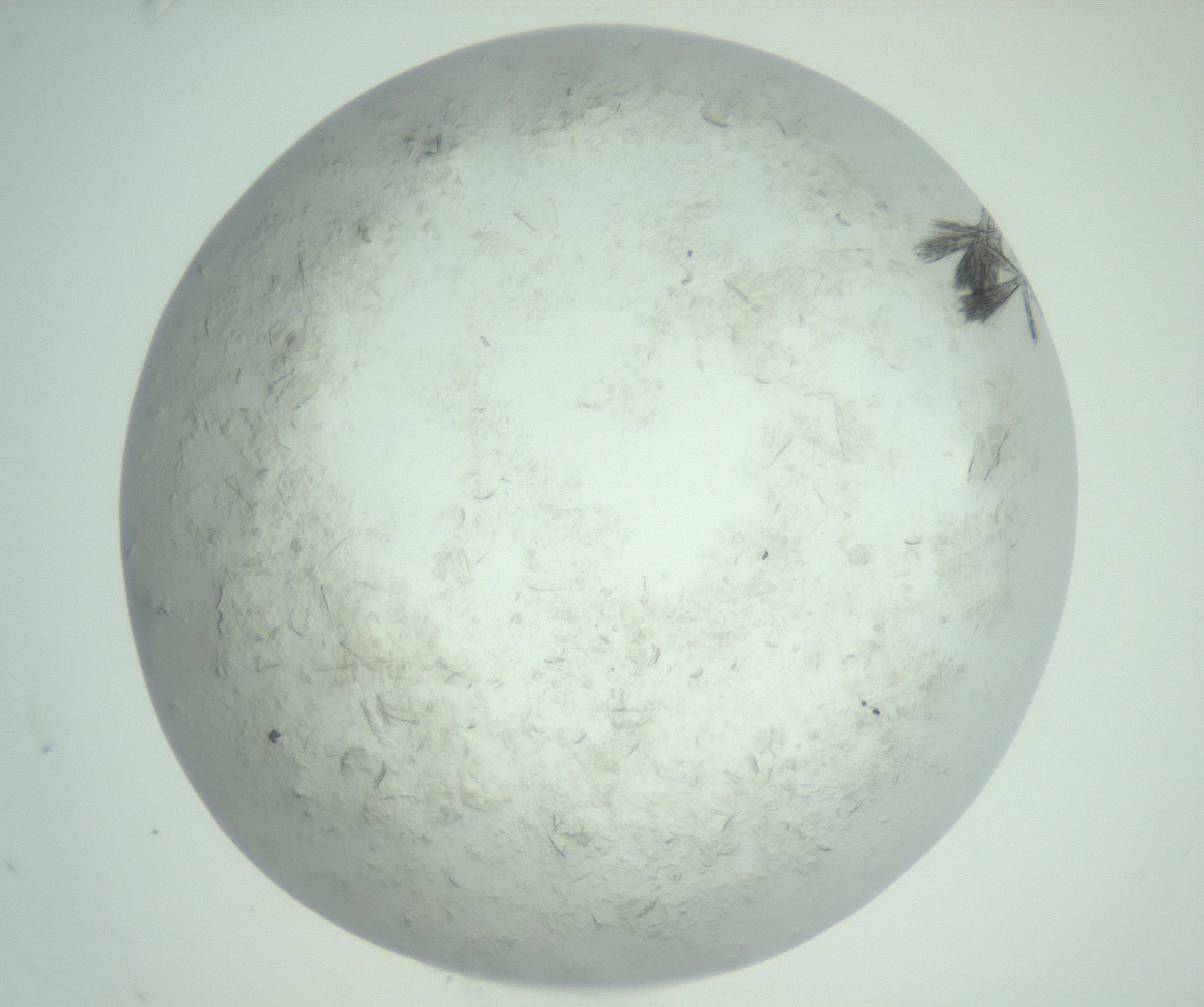RI01_03_000_0212_Proj1_Clon1_MC_0000MC103011_006_161128_10_02_02_00_99_002_001_RAI.jpg