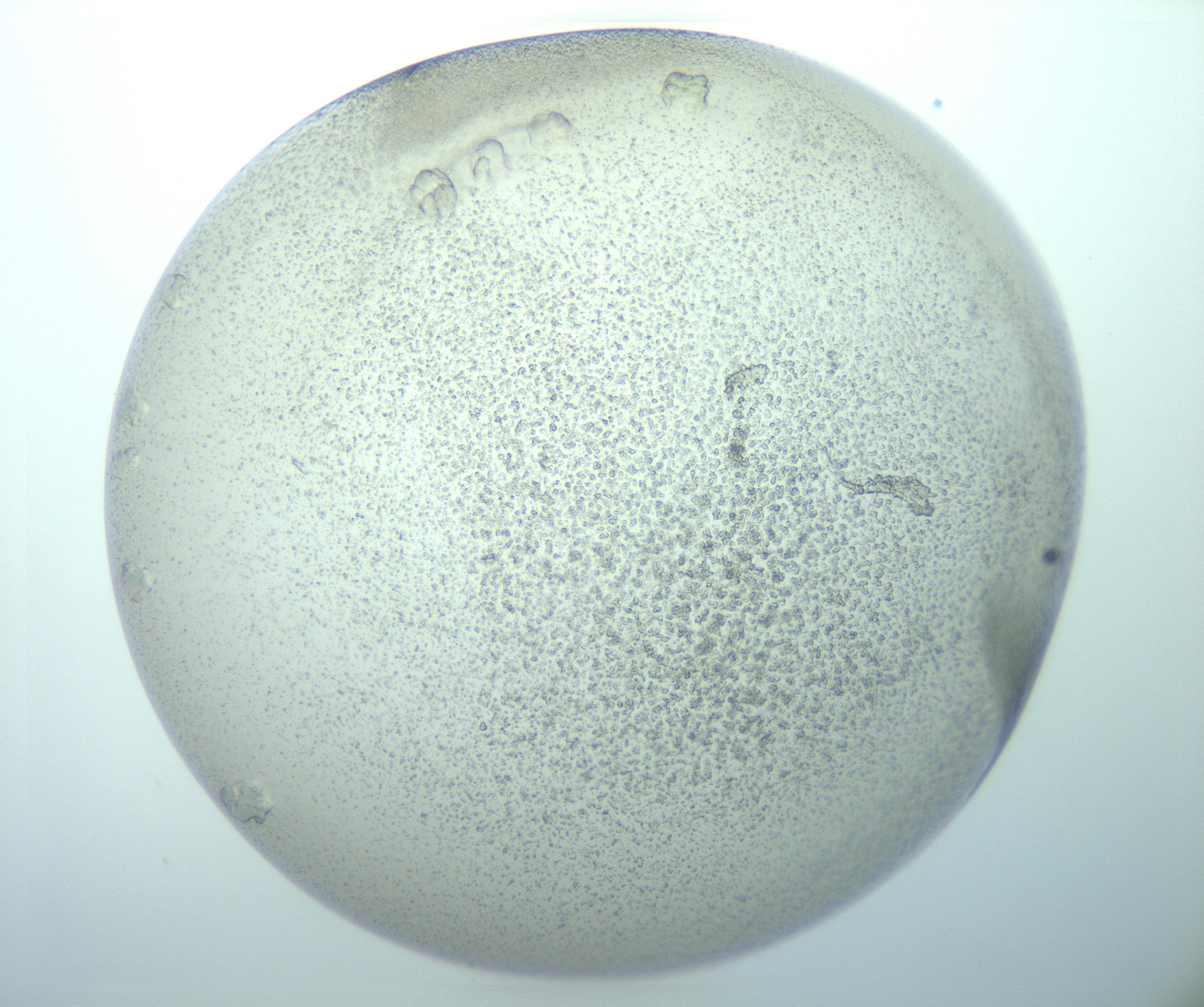 RI01_03_000_0212_Proj1_Clon1_MC_0000MC103013_015_170128_04_08_02_00_99_002_001_RAI.jpg