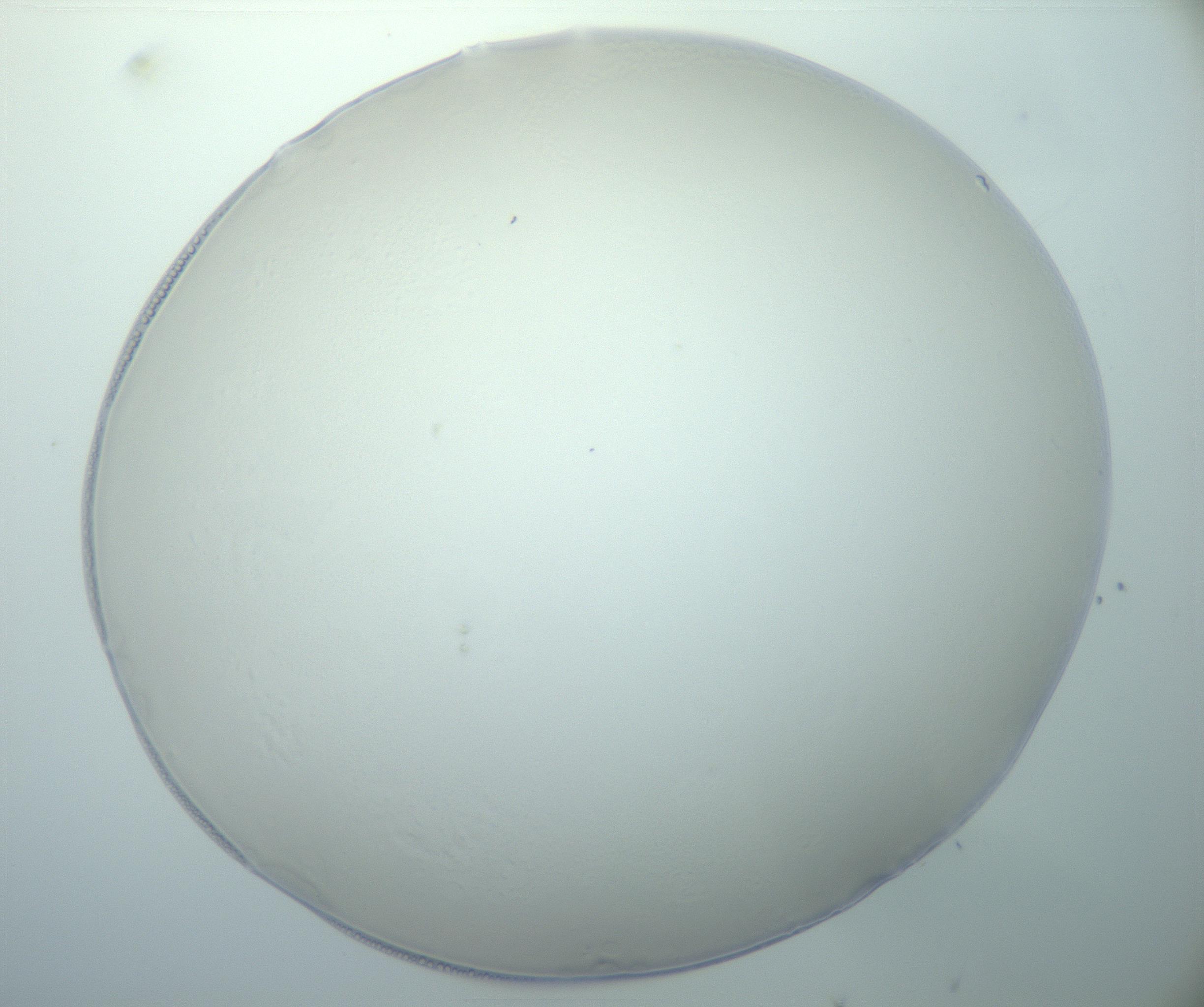 RI01_03_000_0212_Proj1_Clon1_MC_0000MC103014_003_161122_01_05_01_00_99_002_001_RAI.jpg