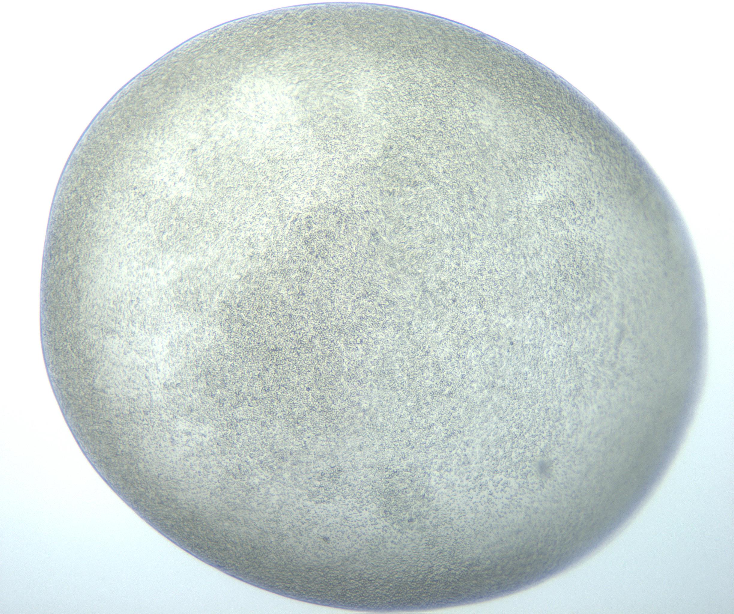 RI01_03_000_0212_Proj1_Clon1_MC_0000MC103014_003_161122_02_05_01_00_99_002_001_RAI.jpg