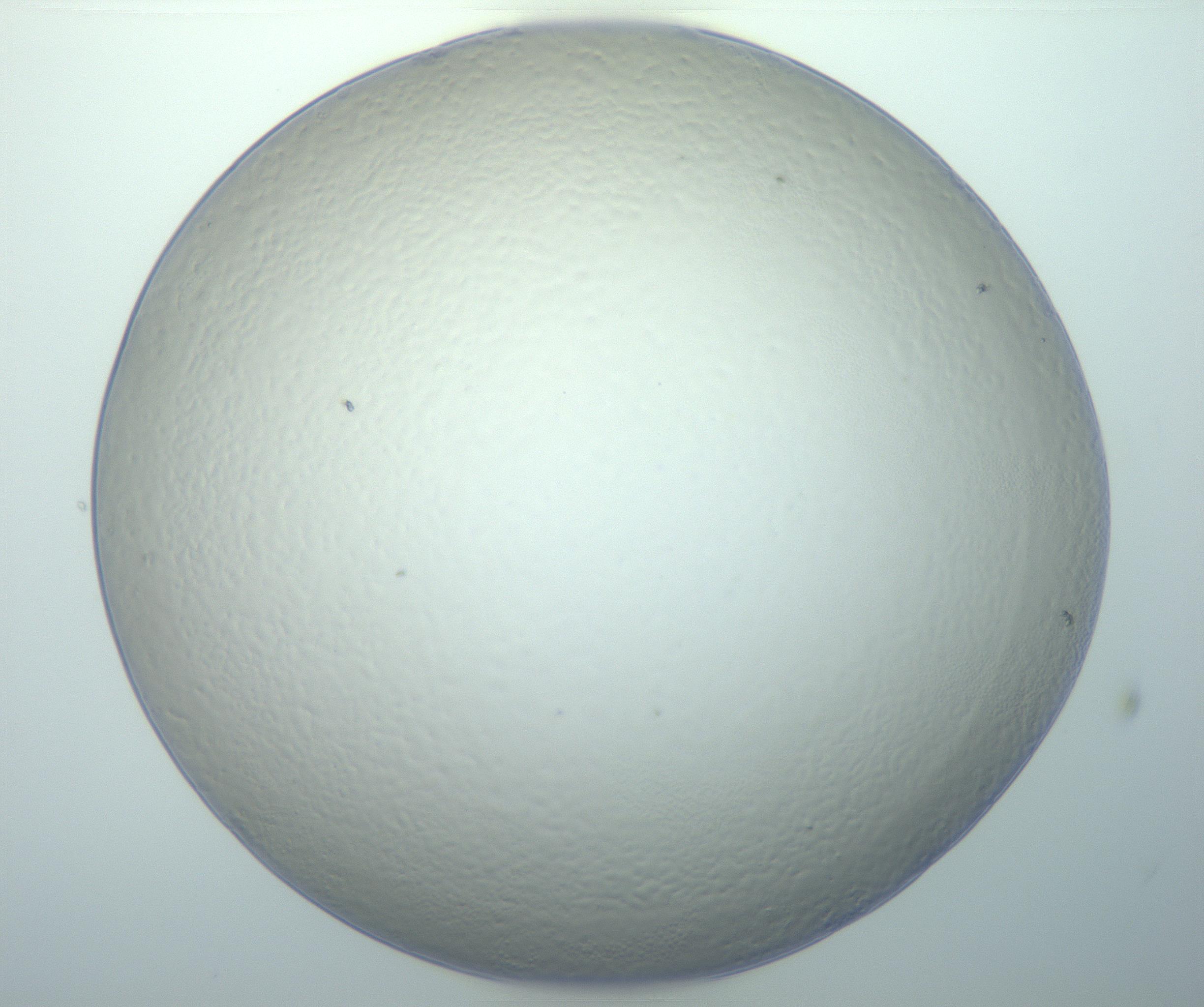 RI01_03_000_0212_Proj1_Clon1_MC_0000MC103014_003_161122_02_07_01_00_99_002_001_RAI.jpg