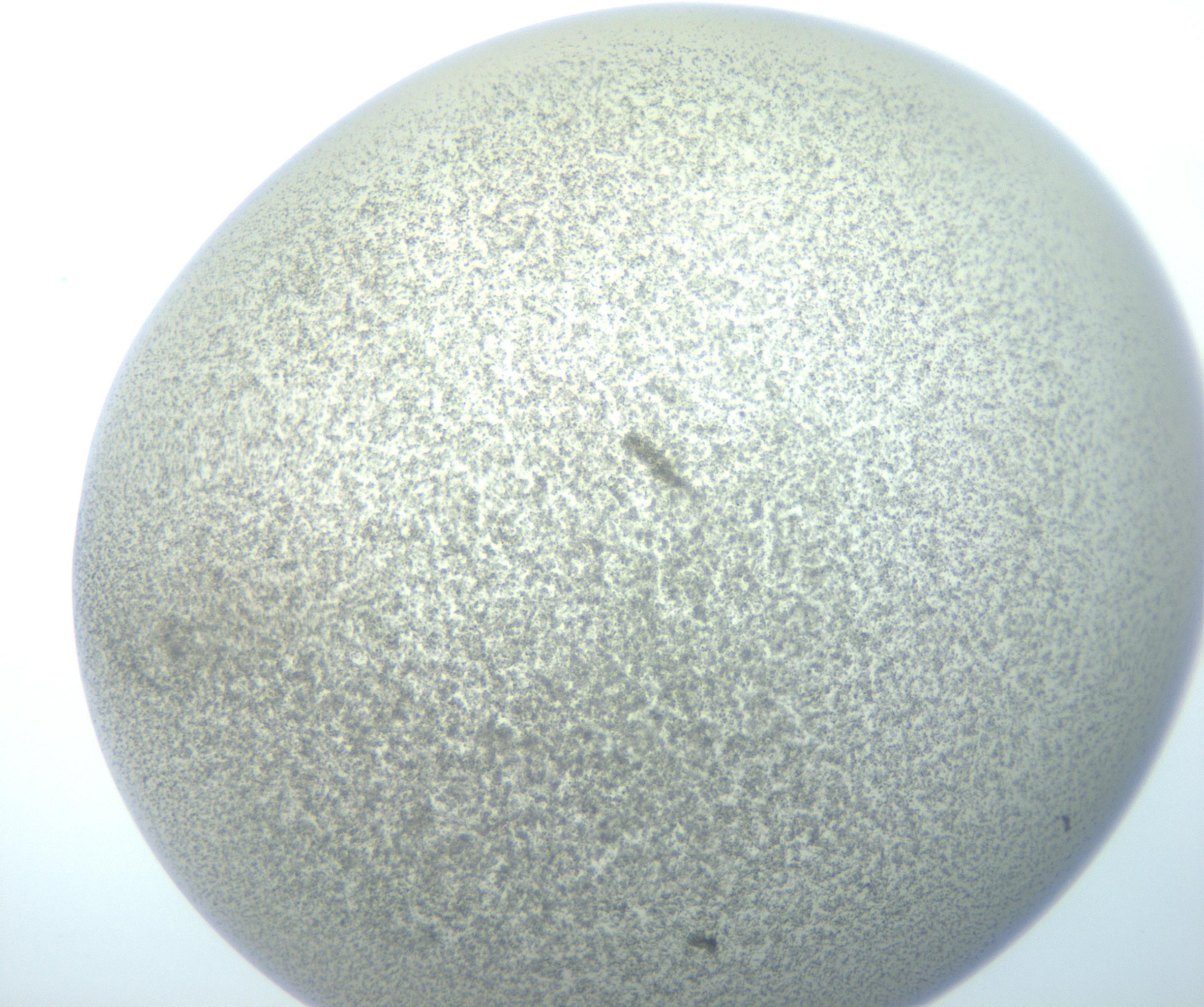 RI01_03_000_0212_Proj1_Clon1_MC_0000MC103014_003_161122_02_07_02_00_99_002_001_RAI.jpg
