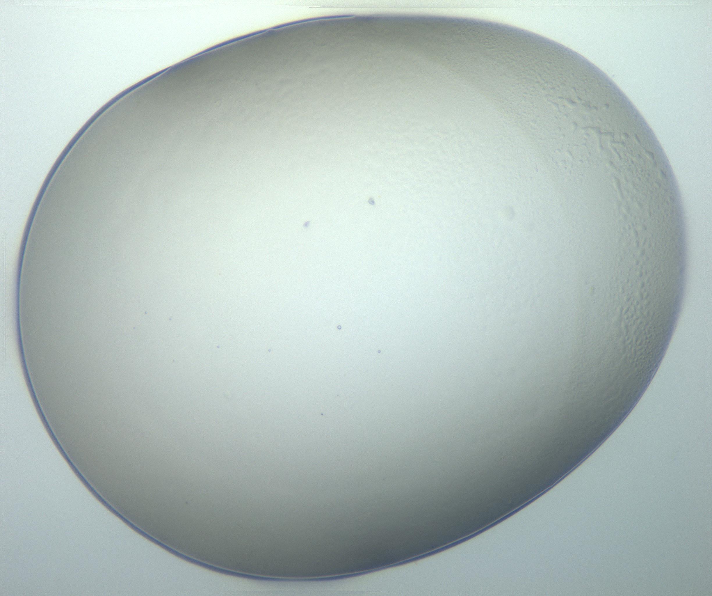 RI01_03_000_0212_Proj1_Clon1_MC_0000MC103014_003_161122_02_08_01_00_99_002_001_RAI.jpg