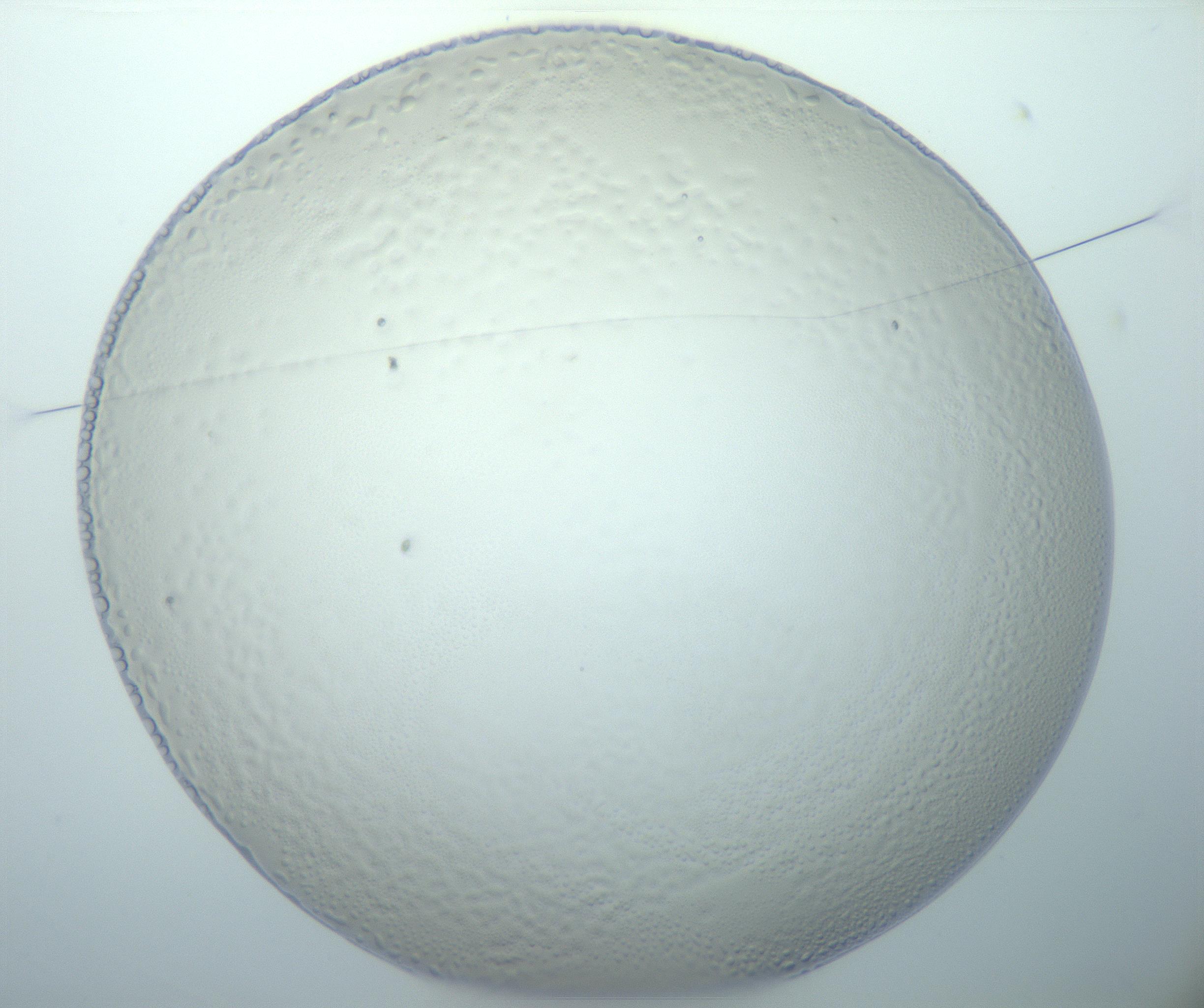 RI01_03_000_0212_Proj1_Clon1_MC_0000MC103014_003_161122_03_01_01_00_99_002_001_RAI.jpg