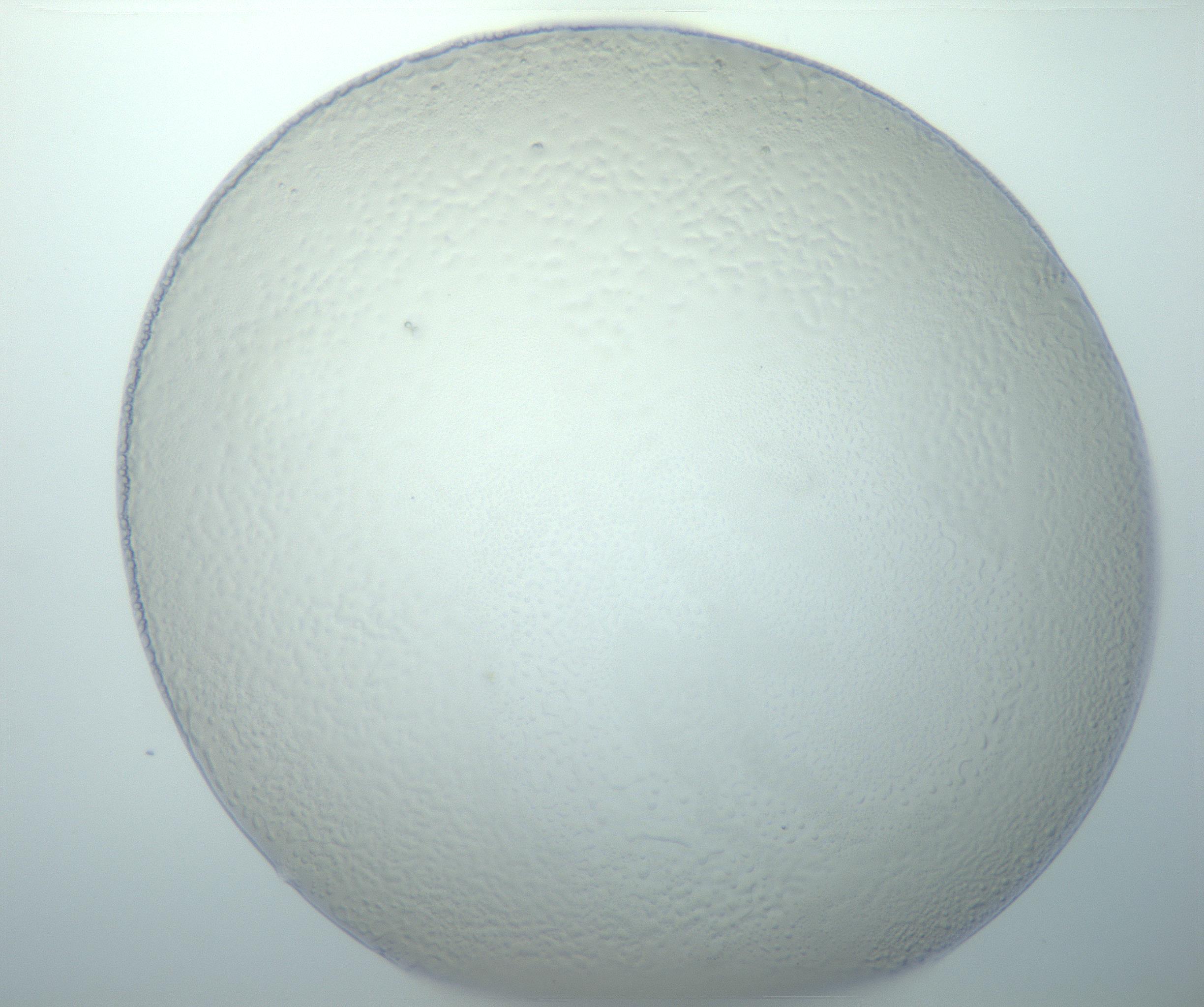 RI01_03_000_0212_Proj1_Clon1_MC_0000MC103014_003_161122_03_02_01_00_99_002_001_RAI.jpg