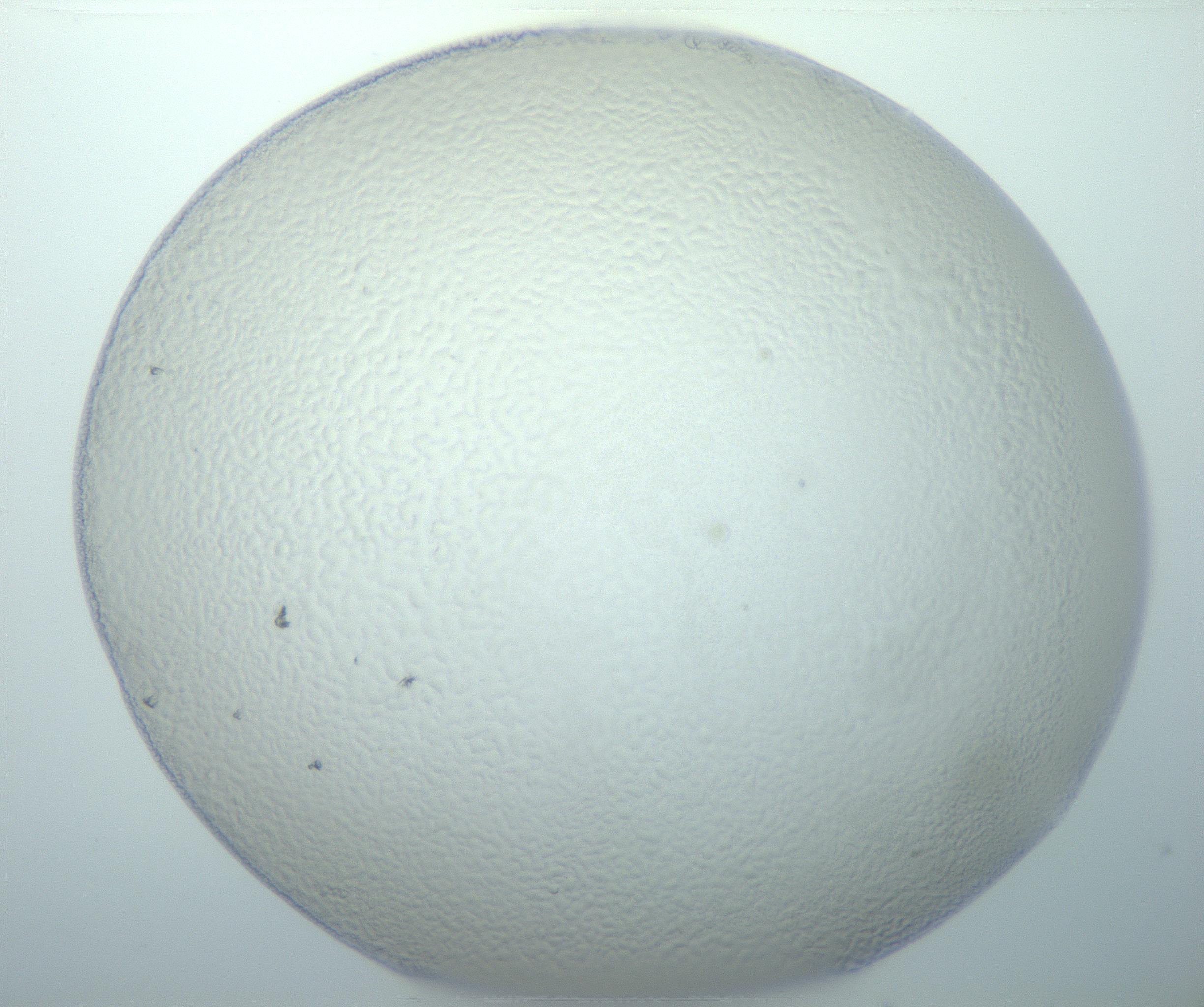 RI01_03_000_0212_Proj1_Clon1_MC_0000MC103014_003_161122_03_03_01_00_99_002_001_RAI.jpg