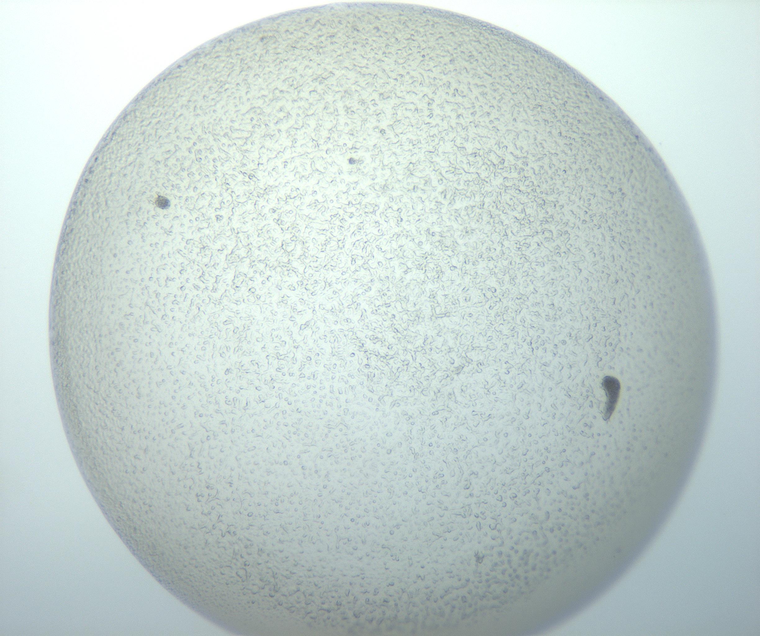 RI01_03_000_0212_Proj1_Clon1_MC_0000MC103014_003_161122_03_04_01_00_99_002_001_RAI.jpg