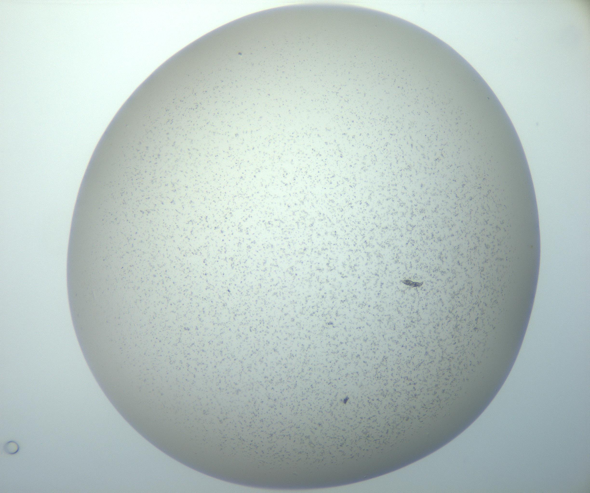 RI01_03_000_0212_Proj1_Clon1_MC_0000MC103014_003_161122_03_05_02_00_99_002_001_RAI.jpg