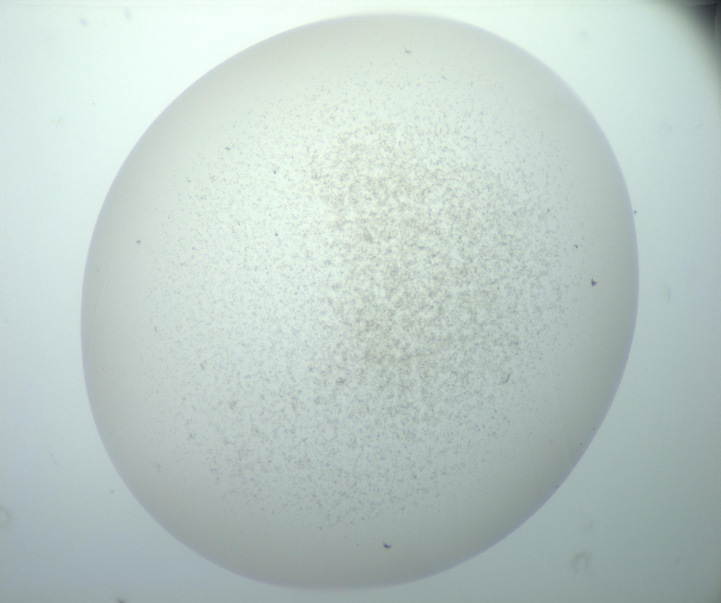 RI01_03_000_0212_Proj1_Clon1_MC_0000MC103014_003_161122_03_08_02_00_99_002_001_RAI.jpg
