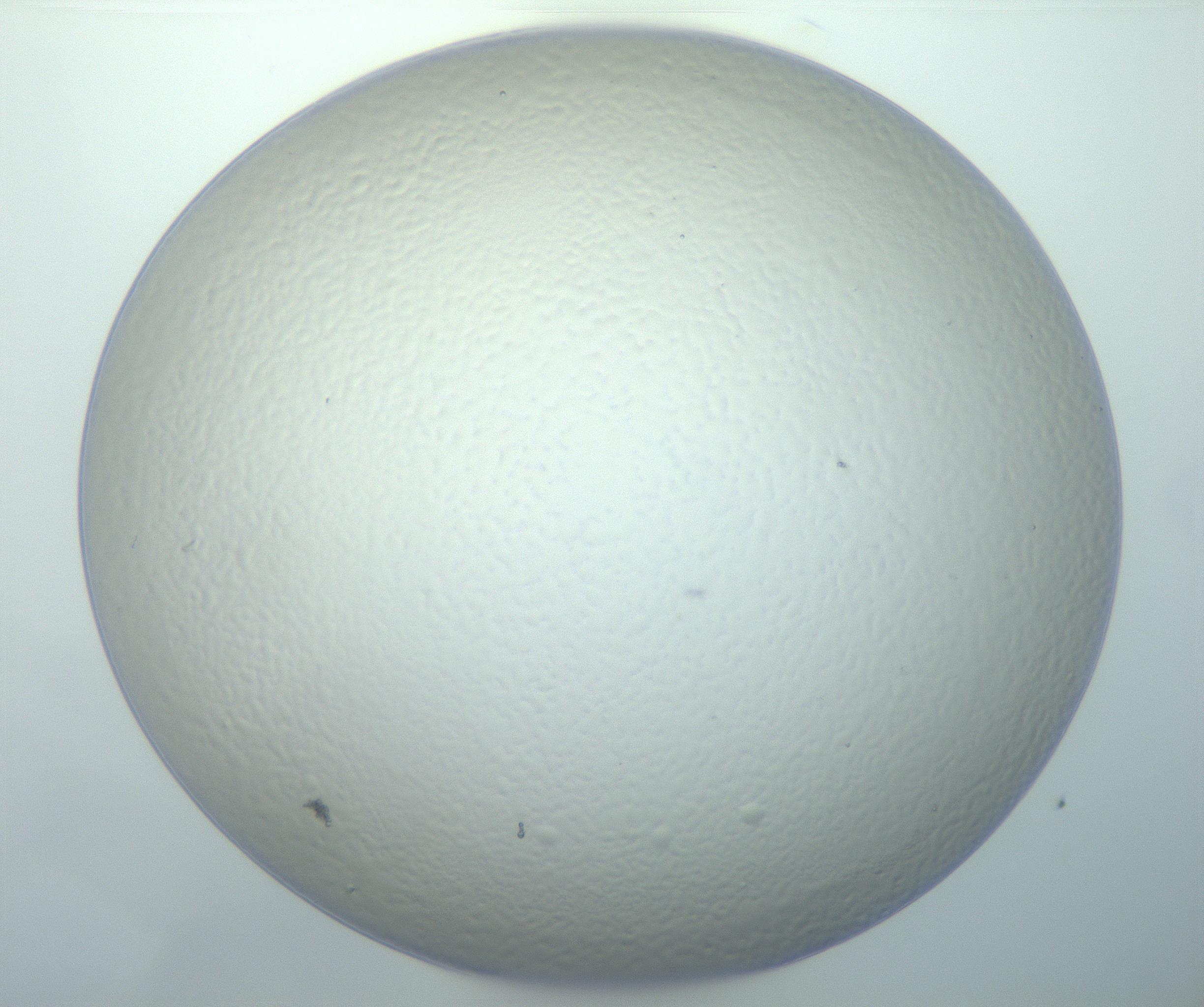 RI01_03_000_0212_Proj1_Clon1_MC_0000MC103014_003_161122_04_05_01_00_99_002_001_RAI.jpg