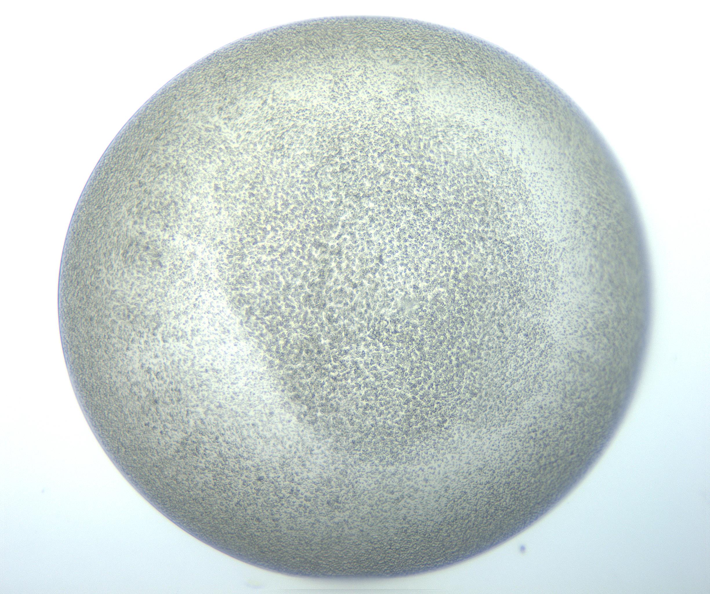 RI01_03_000_0212_Proj1_Clon1_MC_0000MC103014_003_161122_04_06_01_00_99_002_001_RAI.jpg