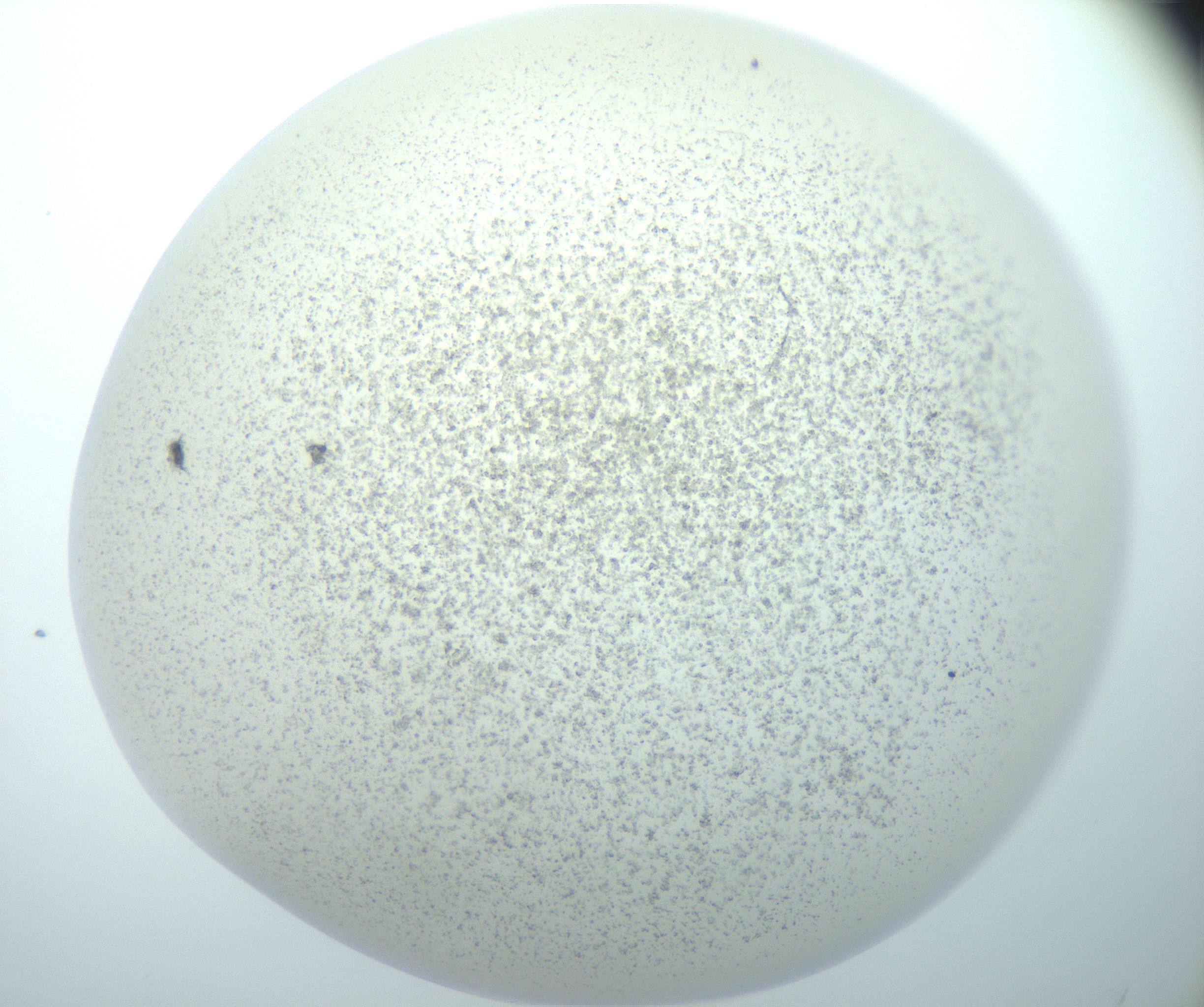 RI01_03_000_0212_Proj1_Clon1_MC_0000MC103014_003_161122_04_07_02_00_99_002_001_RAI.jpg