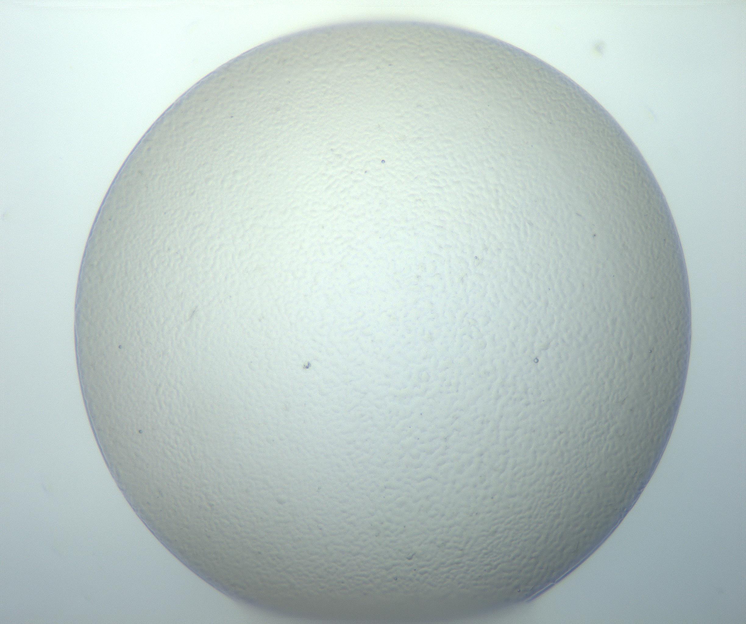 RI01_03_000_0212_Proj1_Clon1_MC_0000MC103014_003_161122_05_02_01_00_99_002_001_RAI.jpg