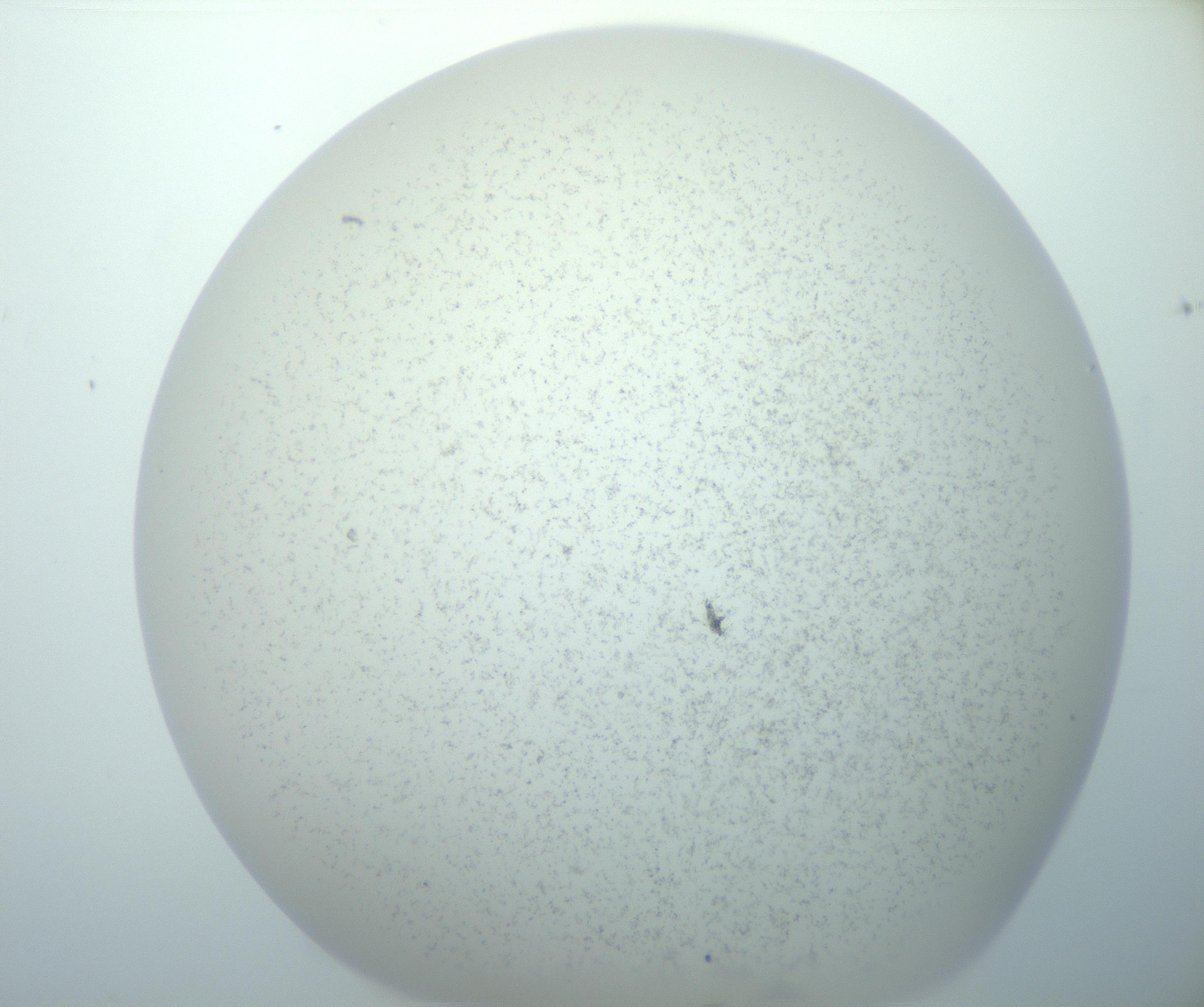 RI01_03_000_0212_Proj1_Clon1_MC_0000MC103014_003_161122_05_02_02_00_99_002_001_RAI.jpg