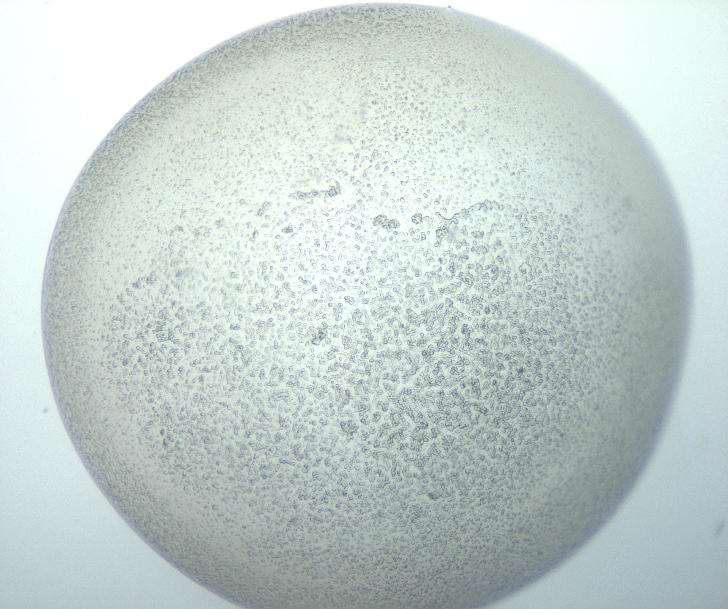 RI01_03_000_0212_Proj1_Clon1_MC_0000MC103014_003_161122_05_03_01_00_99_002_001_RAI.jpg