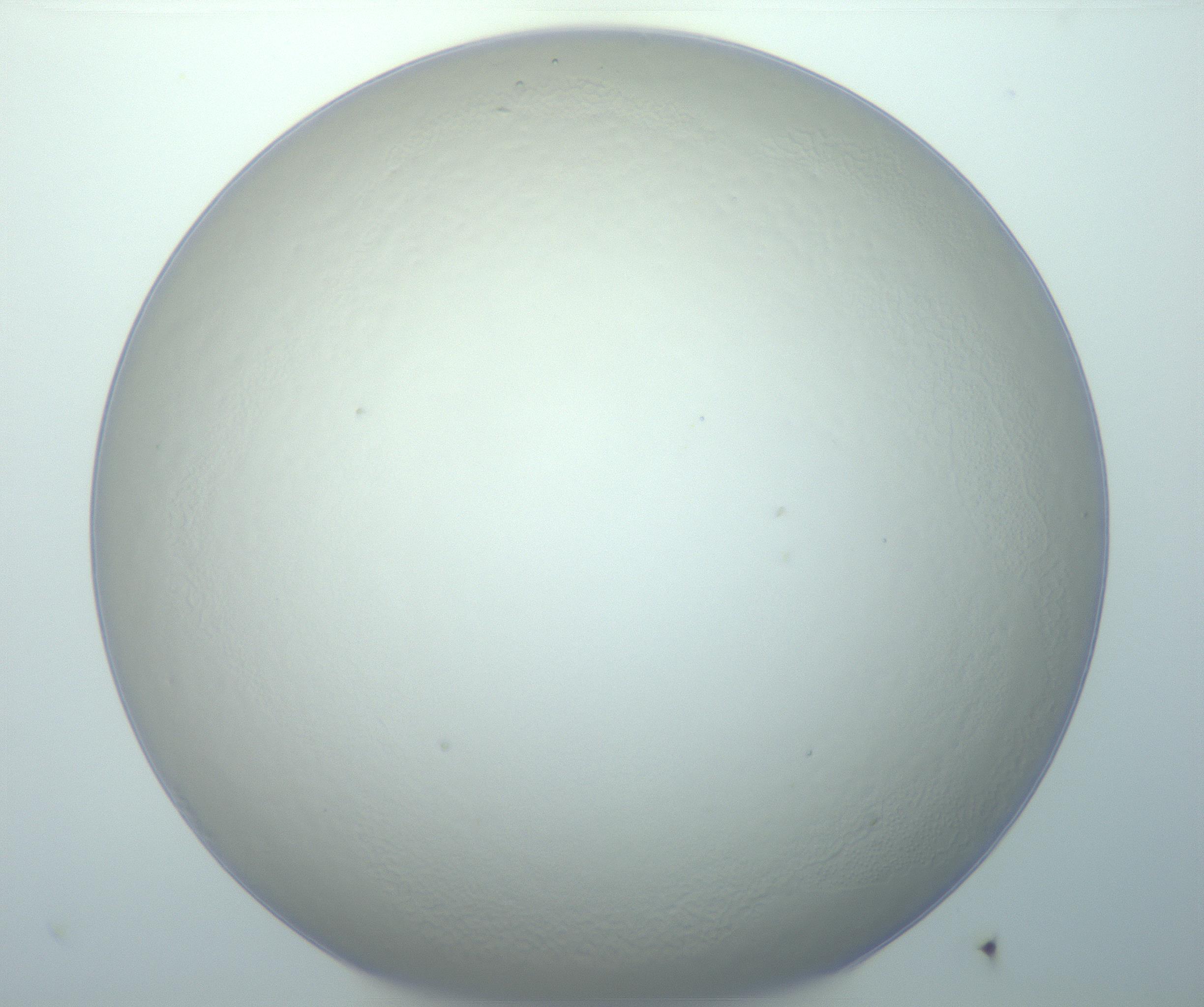 RI01_03_000_0212_Proj1_Clon1_MC_0000MC103014_003_161122_05_05_01_00_99_002_001_RAI.jpg