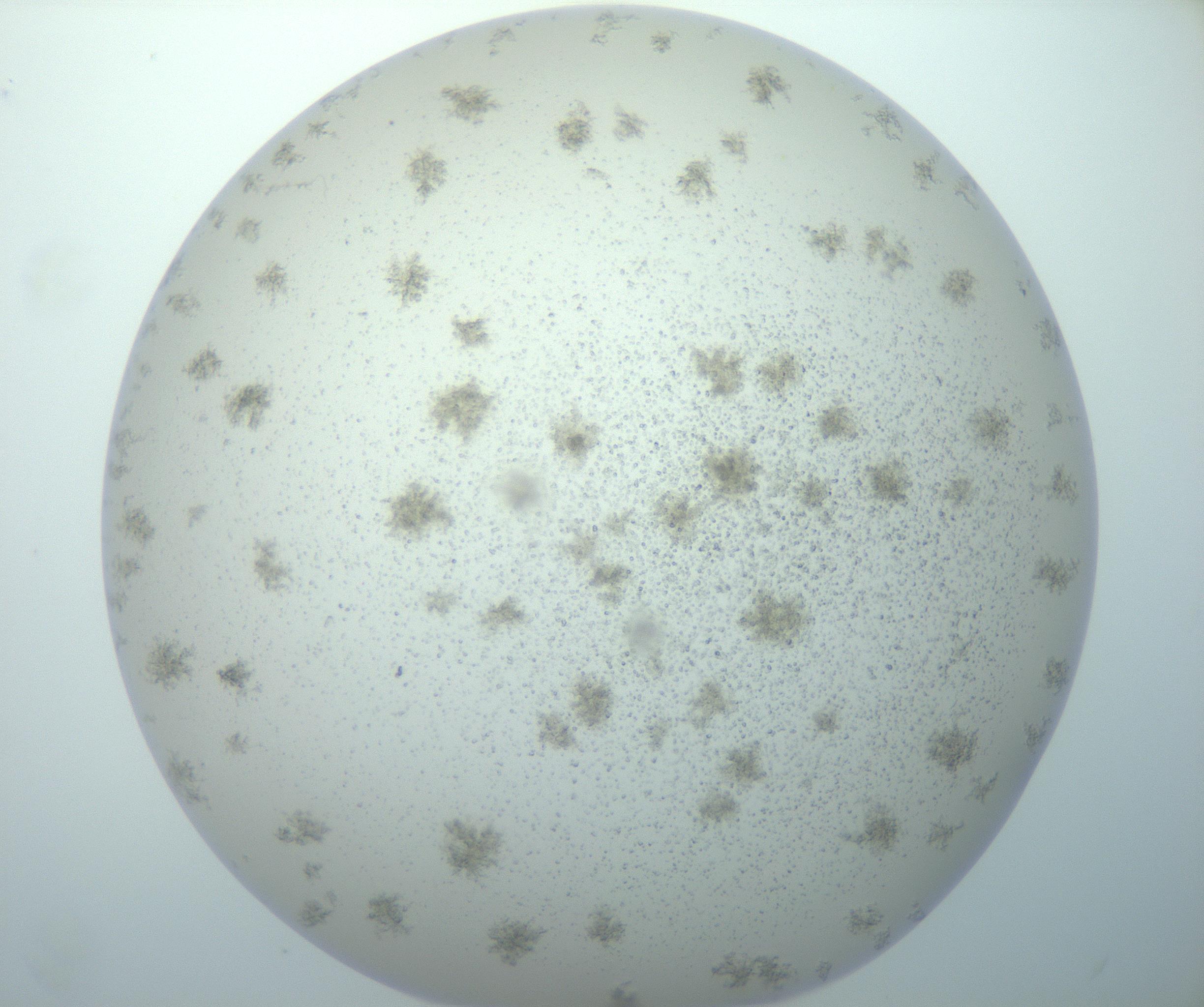 RI01_03_000_0212_Proj1_Clon1_MC_0000MC103014_003_161122_05_05_02_00_99_002_001_RAI.jpg