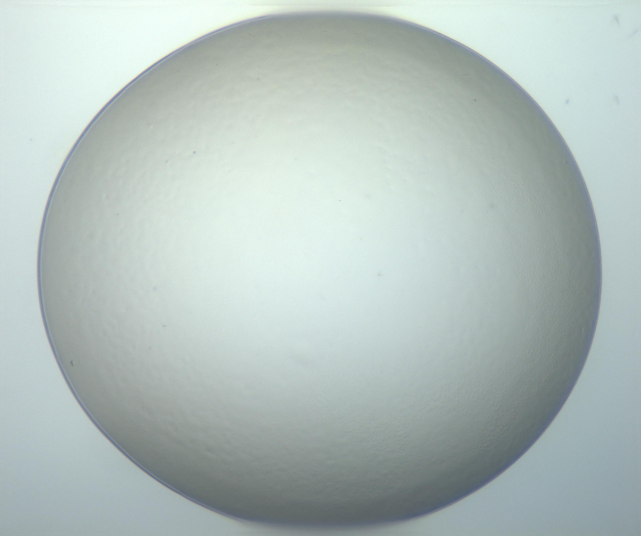 RI01_03_000_0212_Proj1_Clon1_MC_0000MC103014_003_161122_05_07_01_00_99_002_001_RAI.jpg