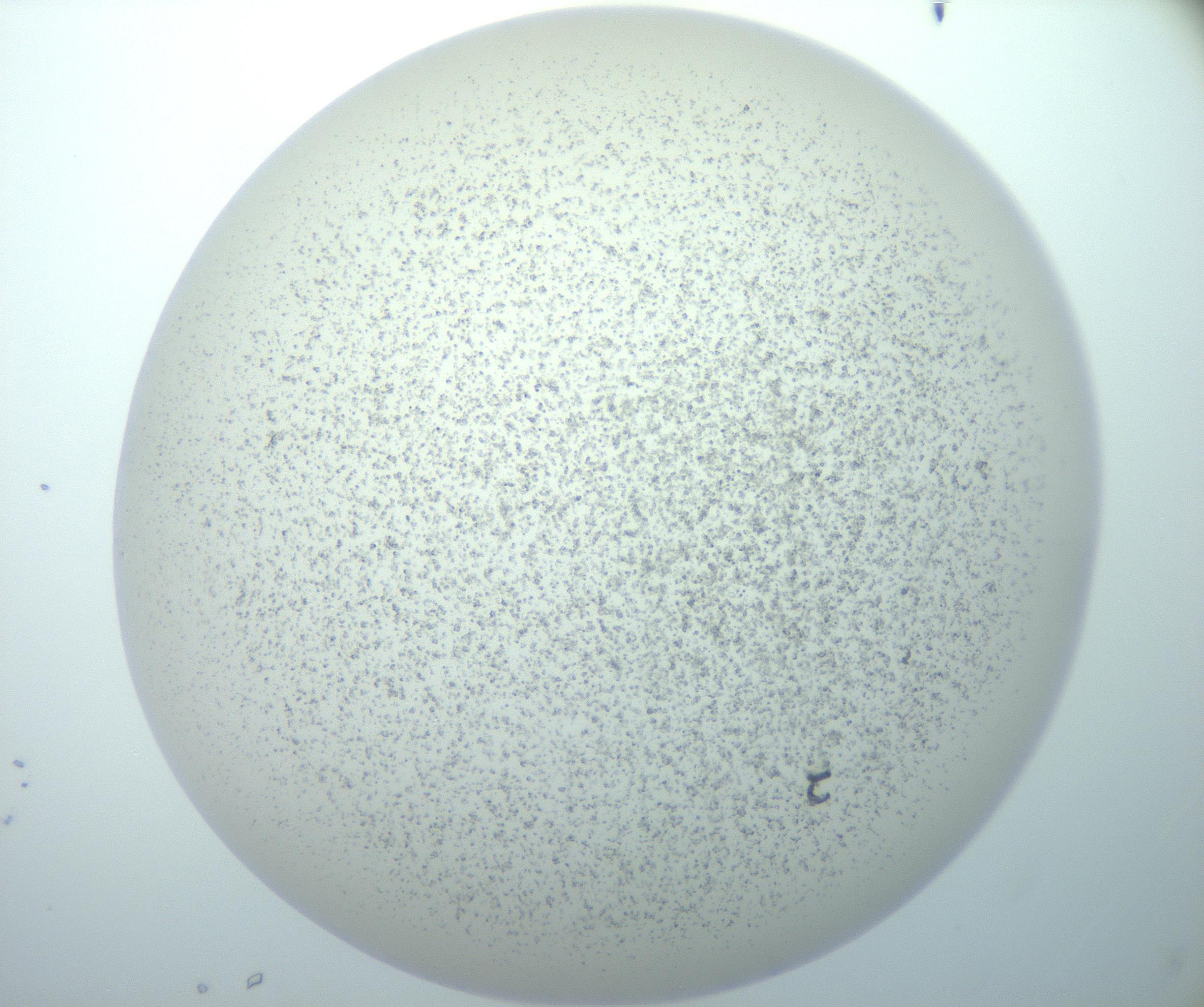 RI01_03_000_0212_Proj1_Clon1_MC_0000MC103014_003_161122_05_07_02_00_99_002_001_RAI.jpg