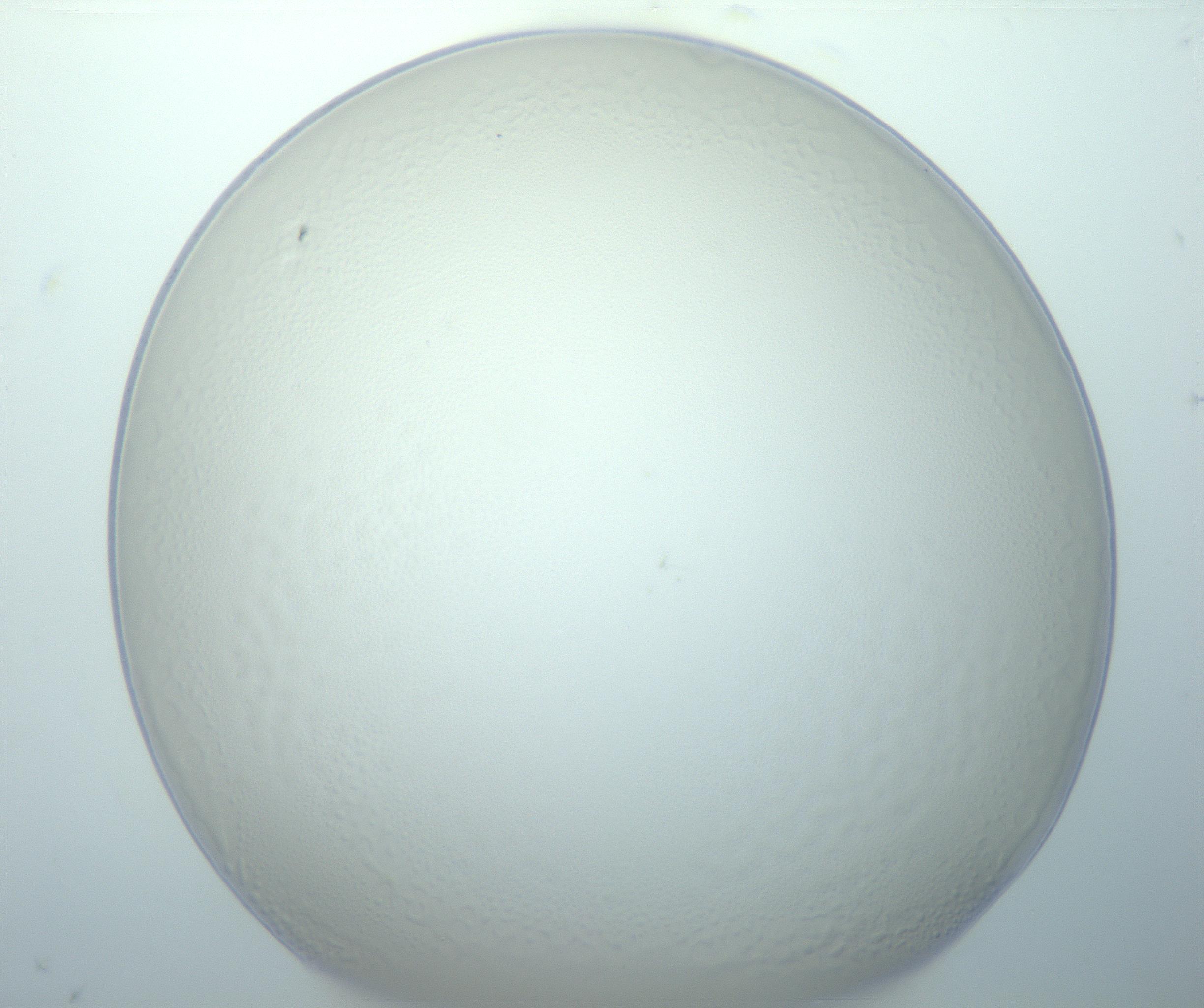 RI01_03_000_0212_Proj1_Clon1_MC_0000MC103014_003_161122_06_01_01_00_99_002_001_RAI.jpg