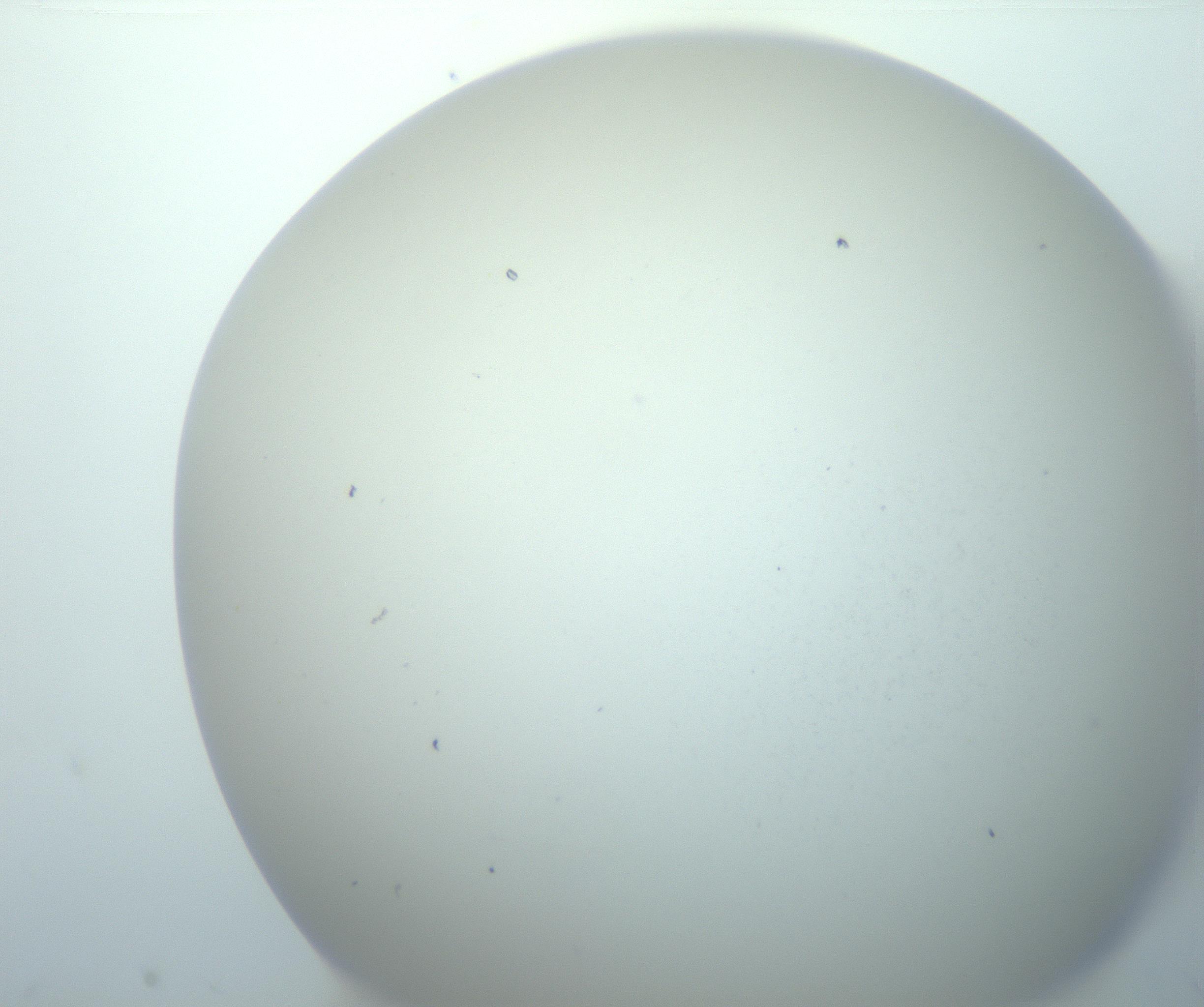 RI01_03_000_0212_Proj1_Clon1_MC_0000MC103014_003_161122_06_01_02_00_99_002_001_RAI.jpg