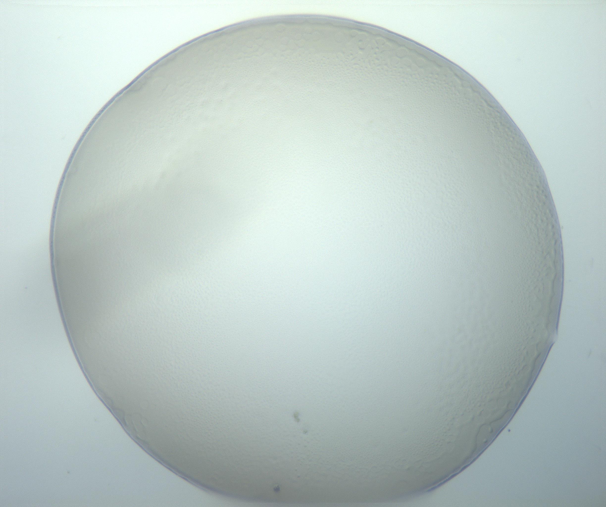 RI01_03_000_0212_Proj1_Clon1_MC_0000MC103014_003_161122_06_02_01_00_99_002_001_RAI.jpg