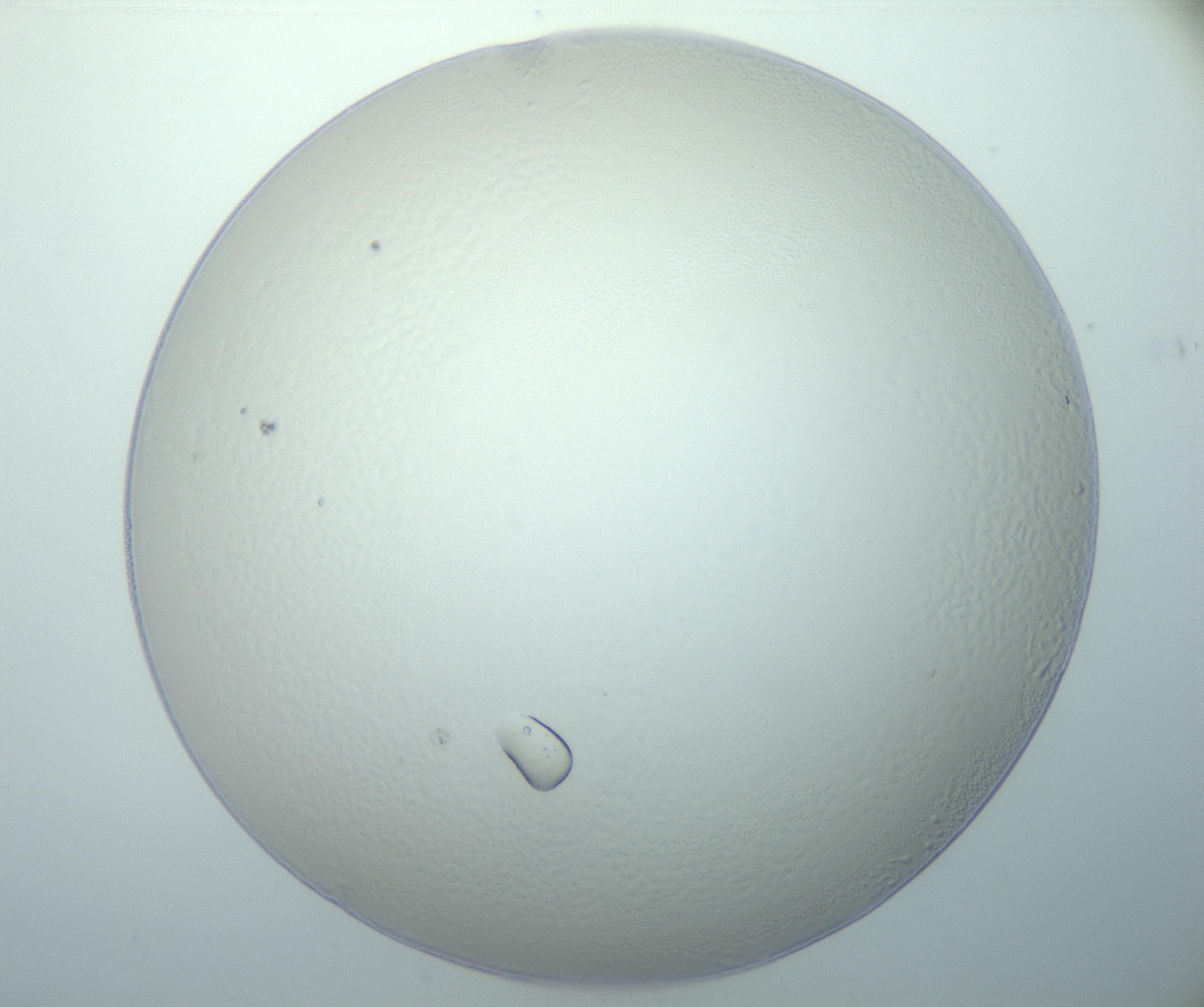RI01_03_000_0212_Proj1_Clon1_MC_0000MC103014_003_161122_06_04_01_00_99_002_001_RAI.jpg