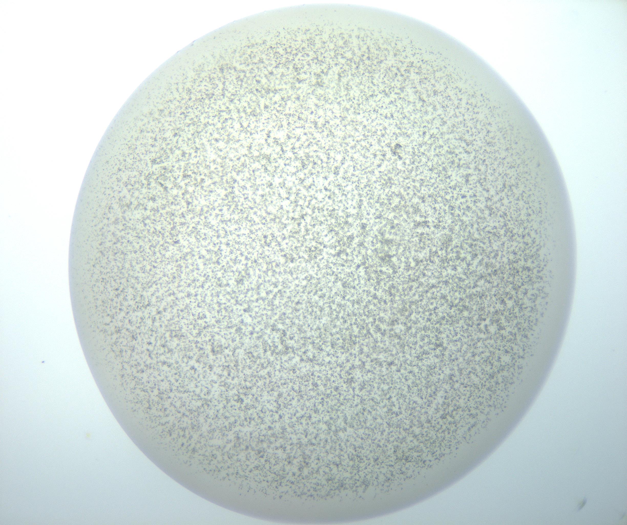 RI01_03_000_0212_Proj1_Clon1_MC_0000MC103014_003_161122_06_05_02_00_99_002_001_RAI.jpg