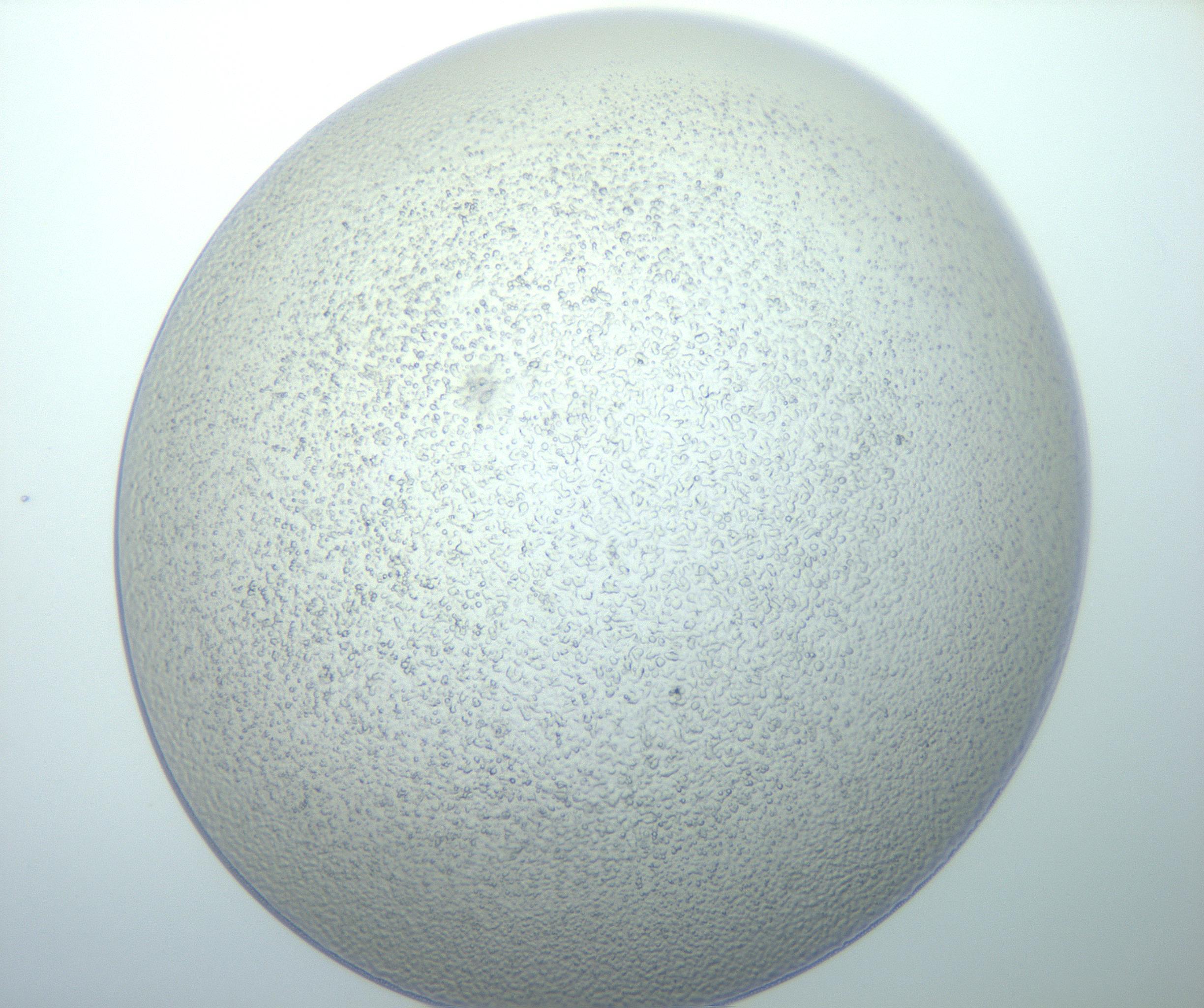 RI01_03_000_0212_Proj1_Clon1_MC_0000MC103014_003_161122_06_08_01_00_99_002_001_RAI.jpg