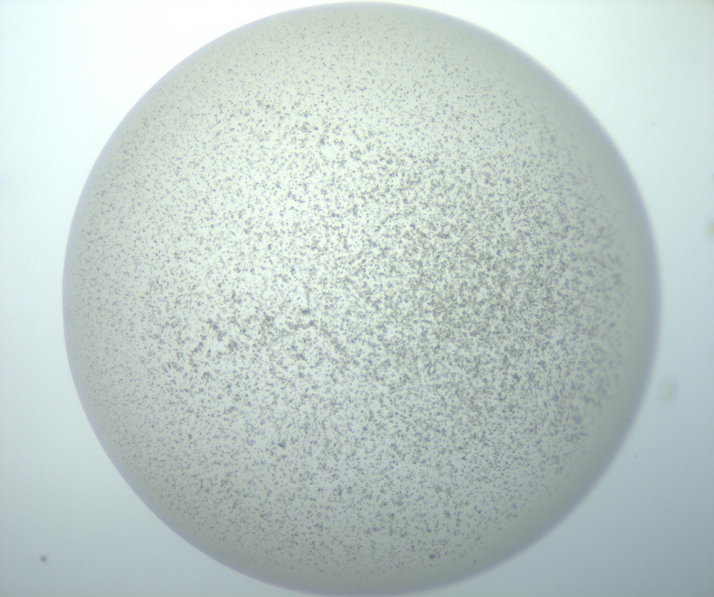 RI01_03_000_0212_Proj1_Clon1_MC_0000MC103014_003_161122_07_05_02_00_99_002_001_RAI.jpg